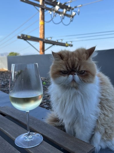 Persian cat spotted with wine glass in late-night LA scene