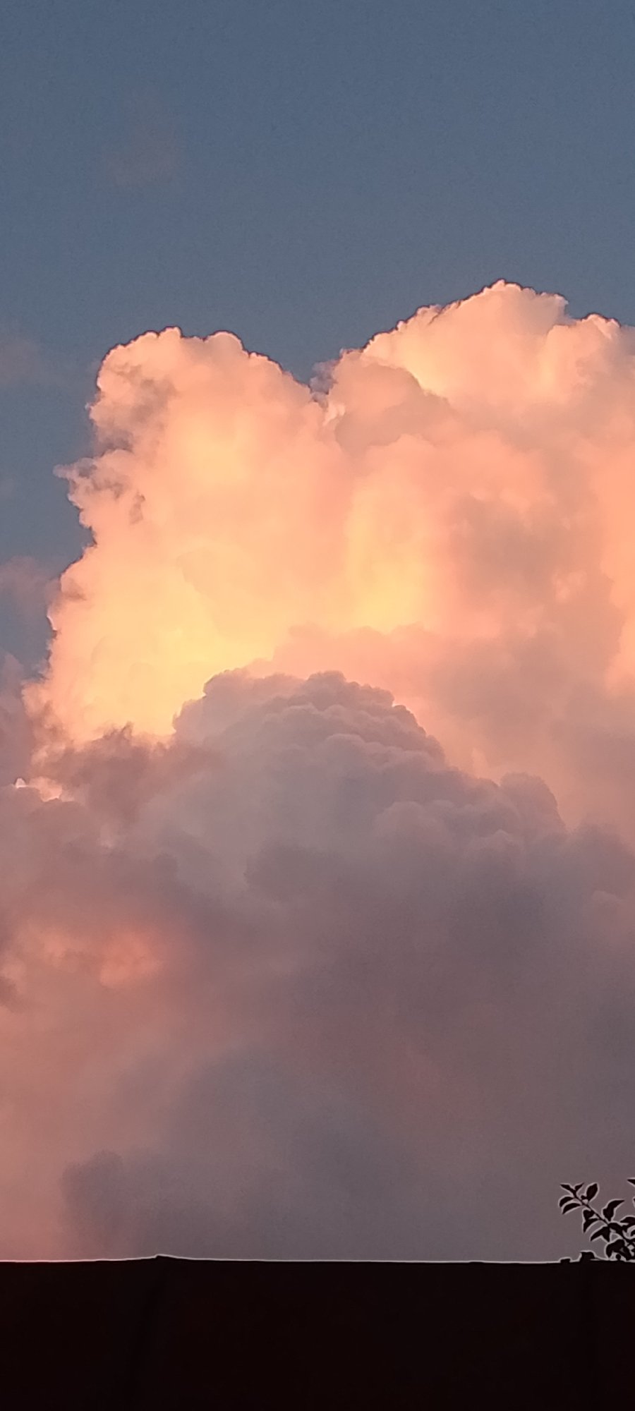 Backyard afternoon: sunset skies, dogs, and garden details