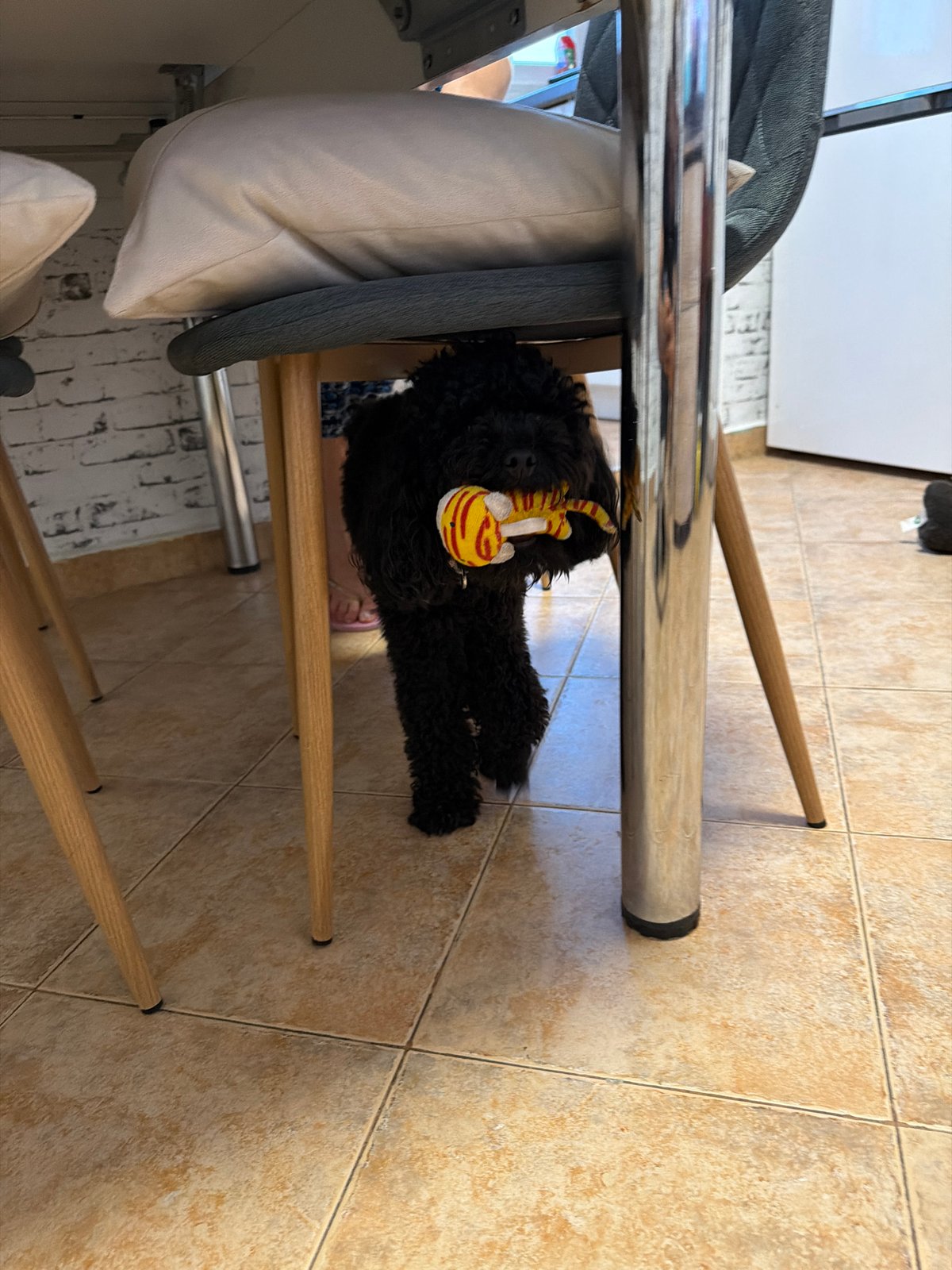 Playful poodle enjoys indoor time with owner in Sofia
