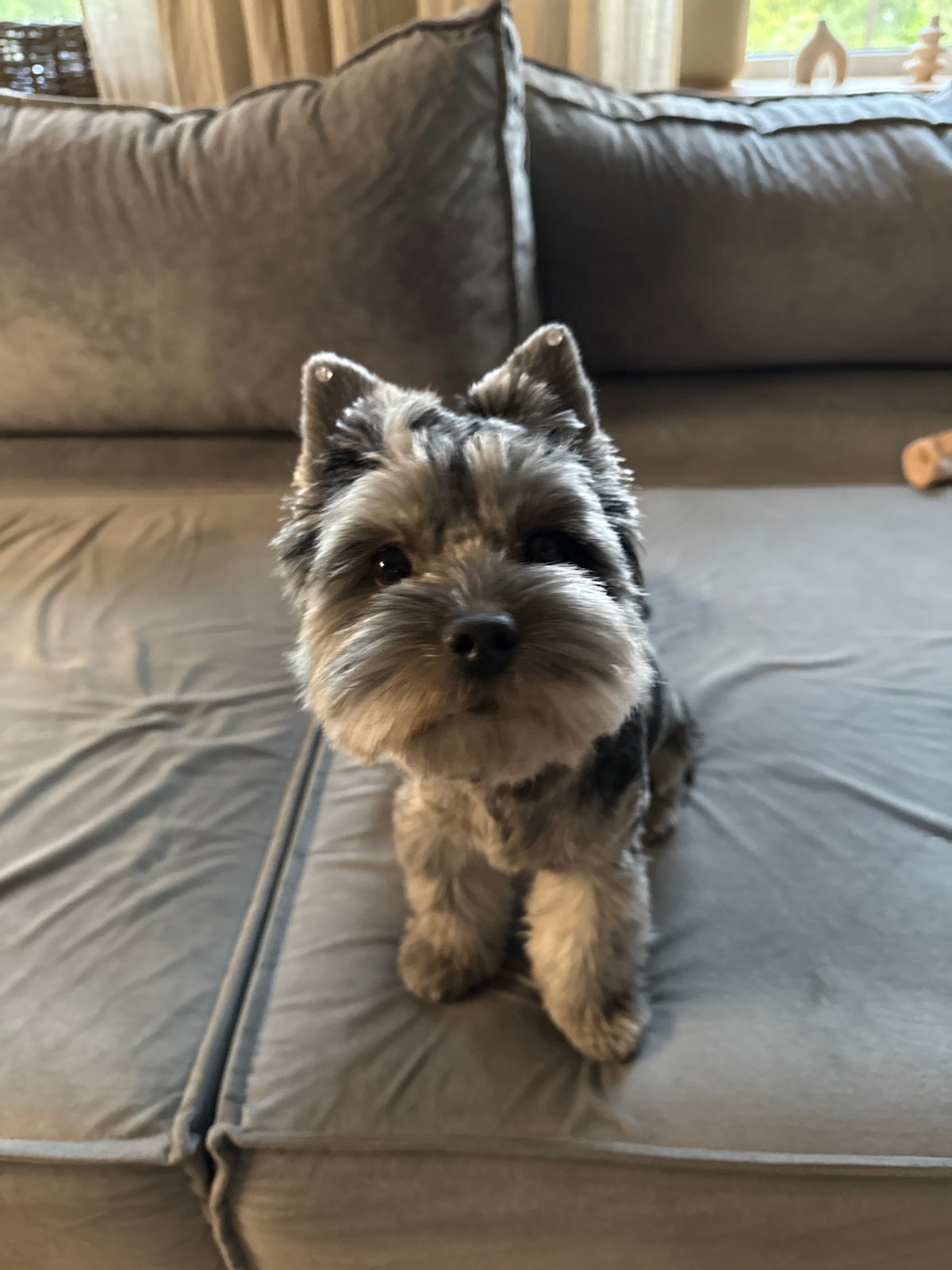 Lazy afternoon at home with a fluffy schnauzer in Chaikovsky