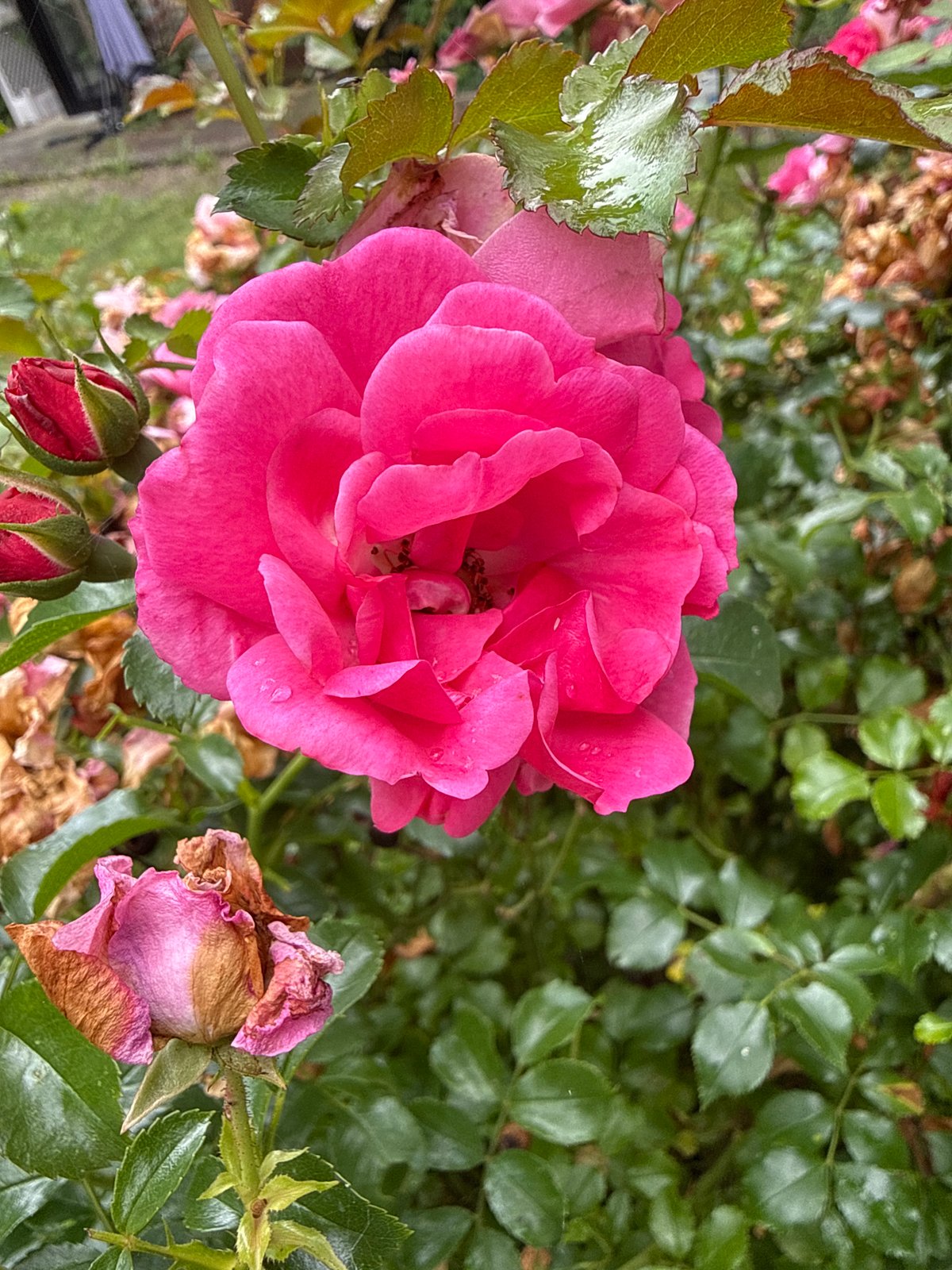Roses, hydrangeas, and a stone owl in a Herford garden