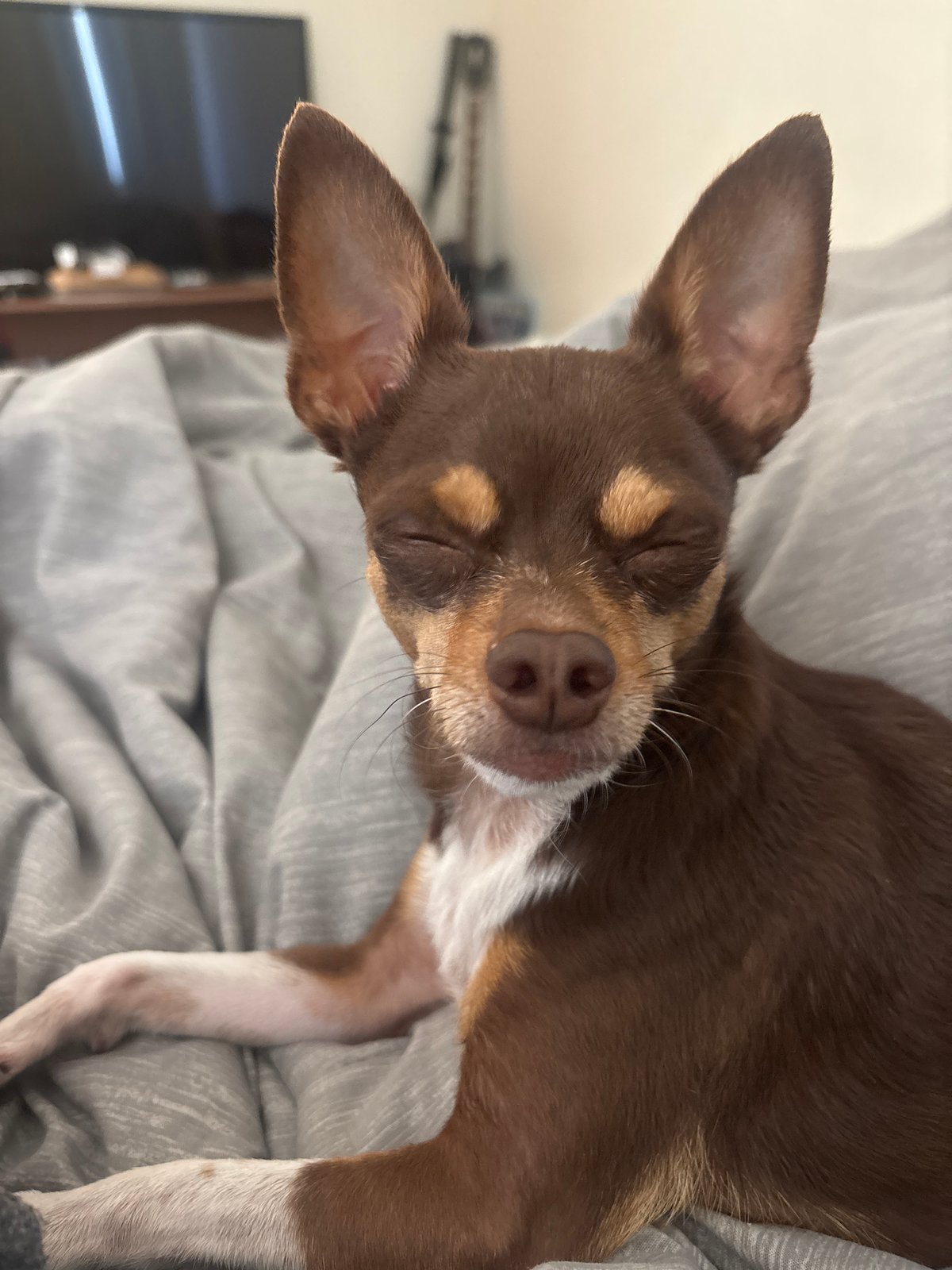 Small dog rests peacefully on blanket in Puebla home