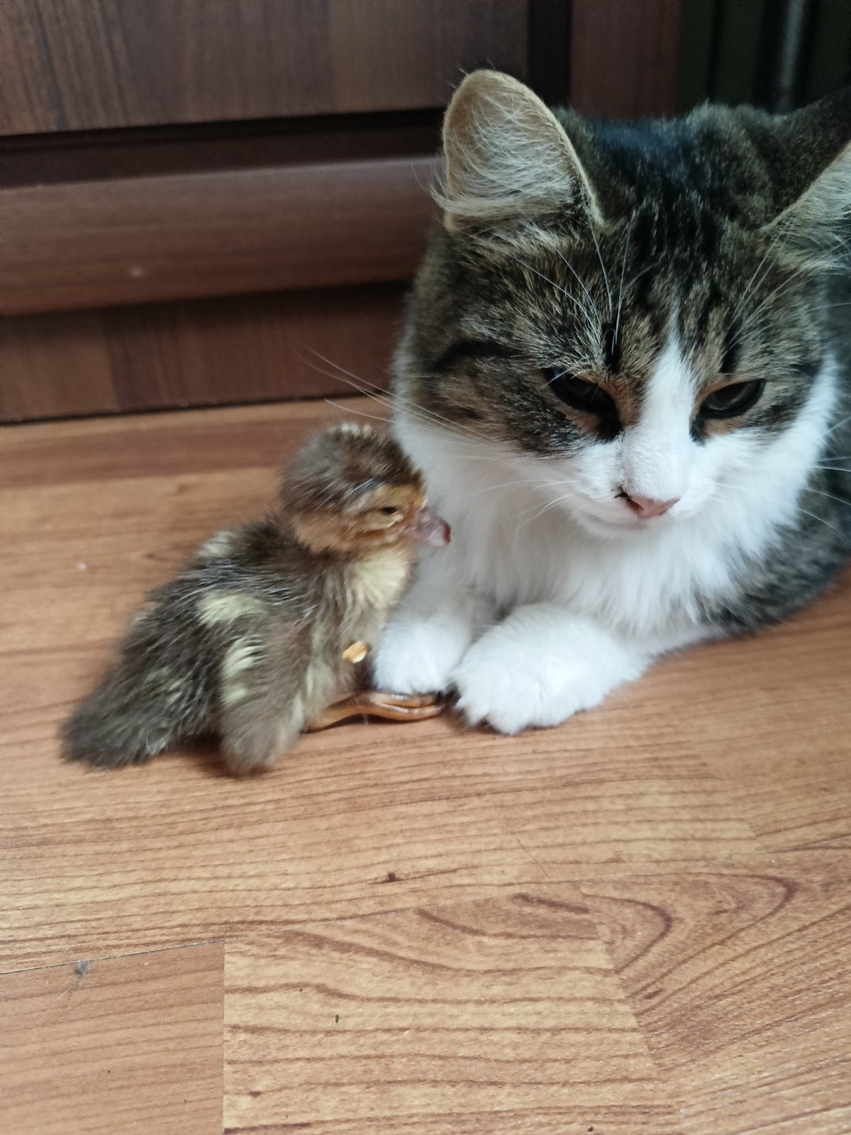 Cat, duckling, chipmunk, and wildflowers in a Russian backyard