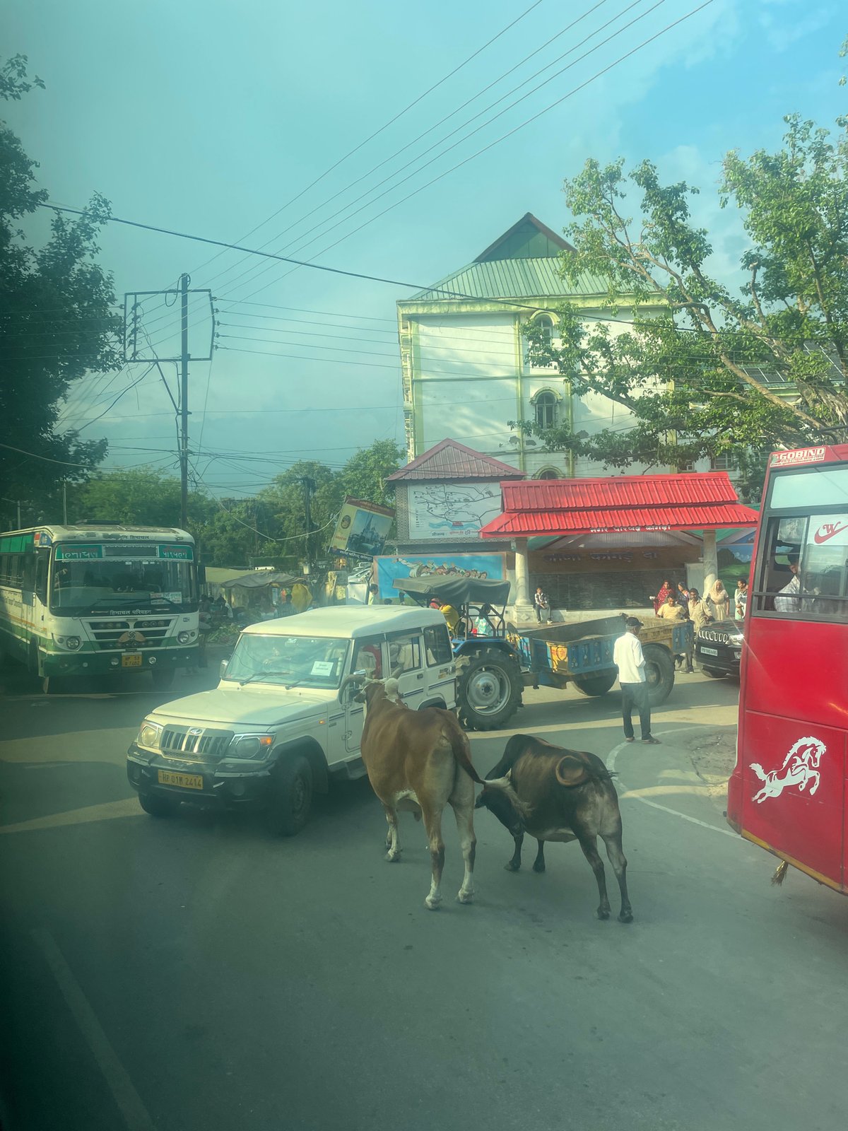 Cows block traffic on busy Kangra street