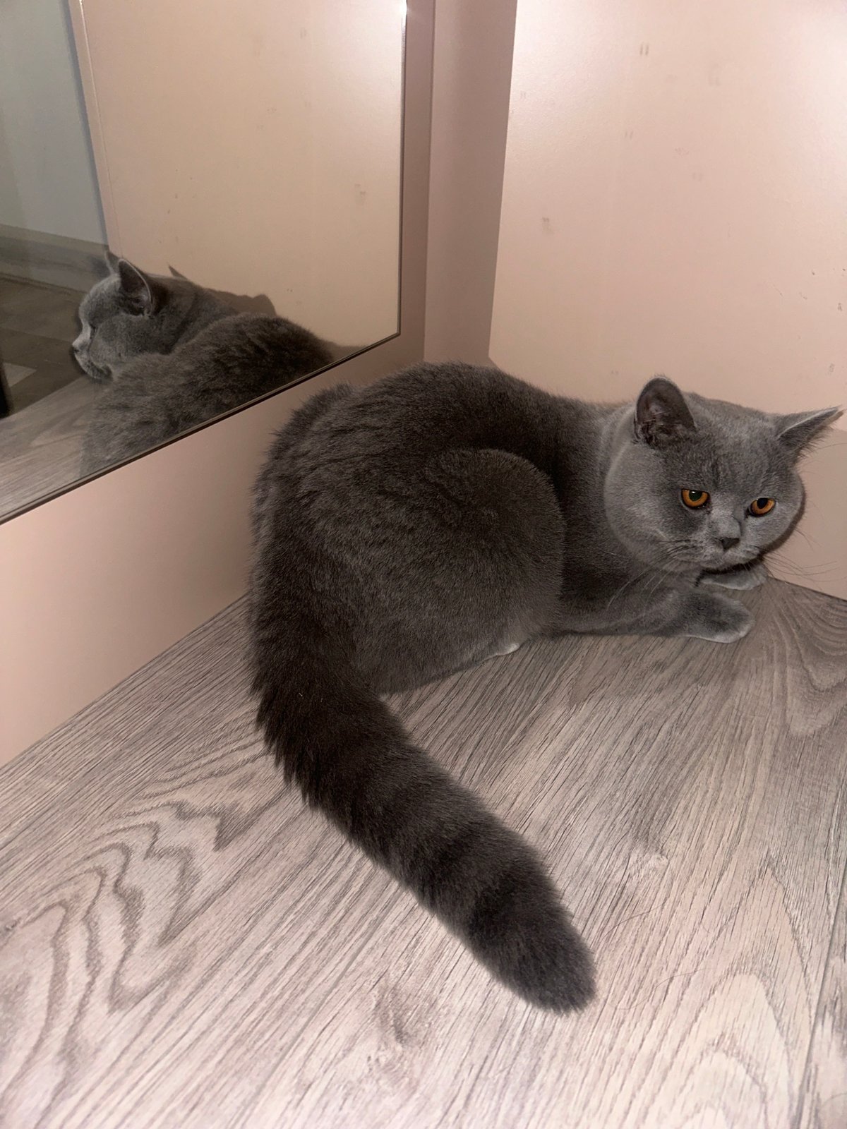 Grey British Shorthair explores a Ruse apartment on a quiet morning