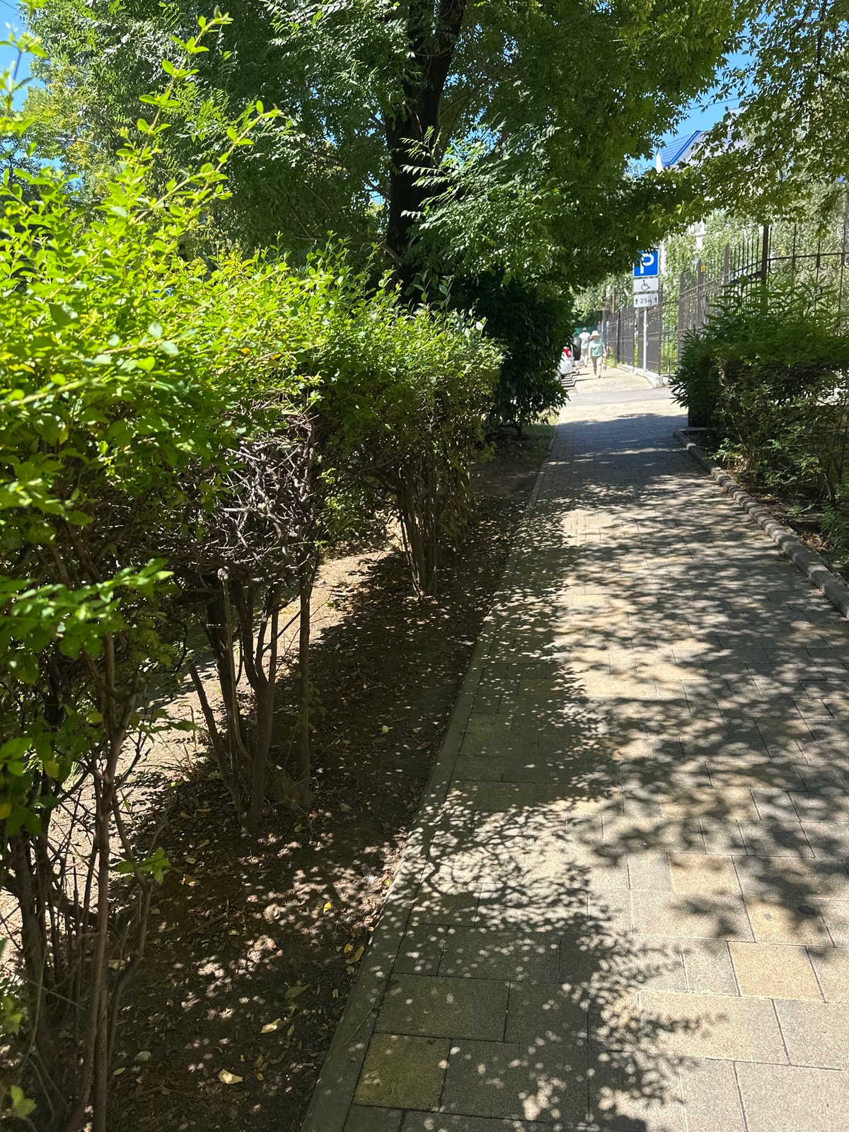 Sochi city center in bloom on a sunny summer morning