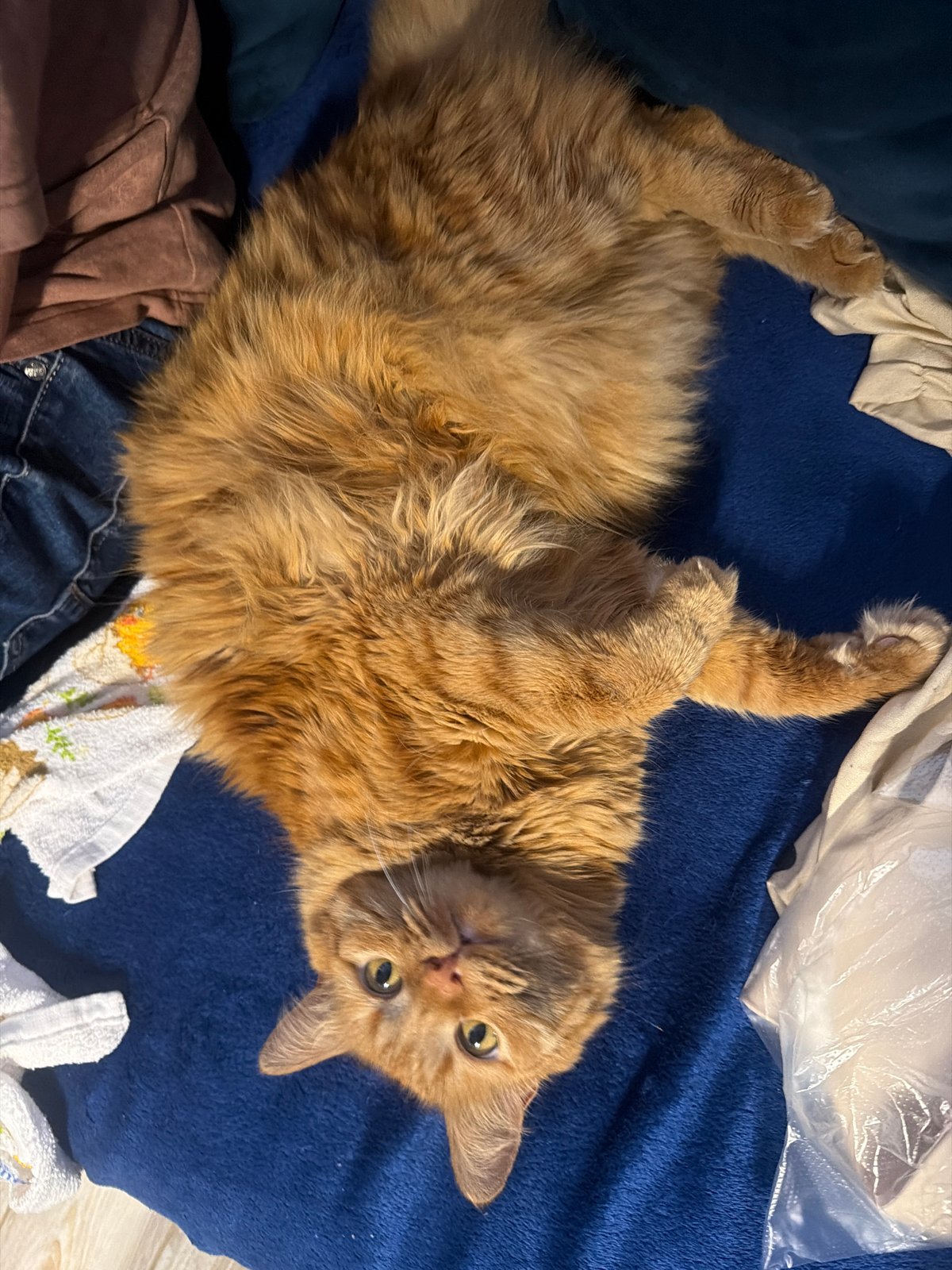 Relaxed cat photos and casual graphics from midday