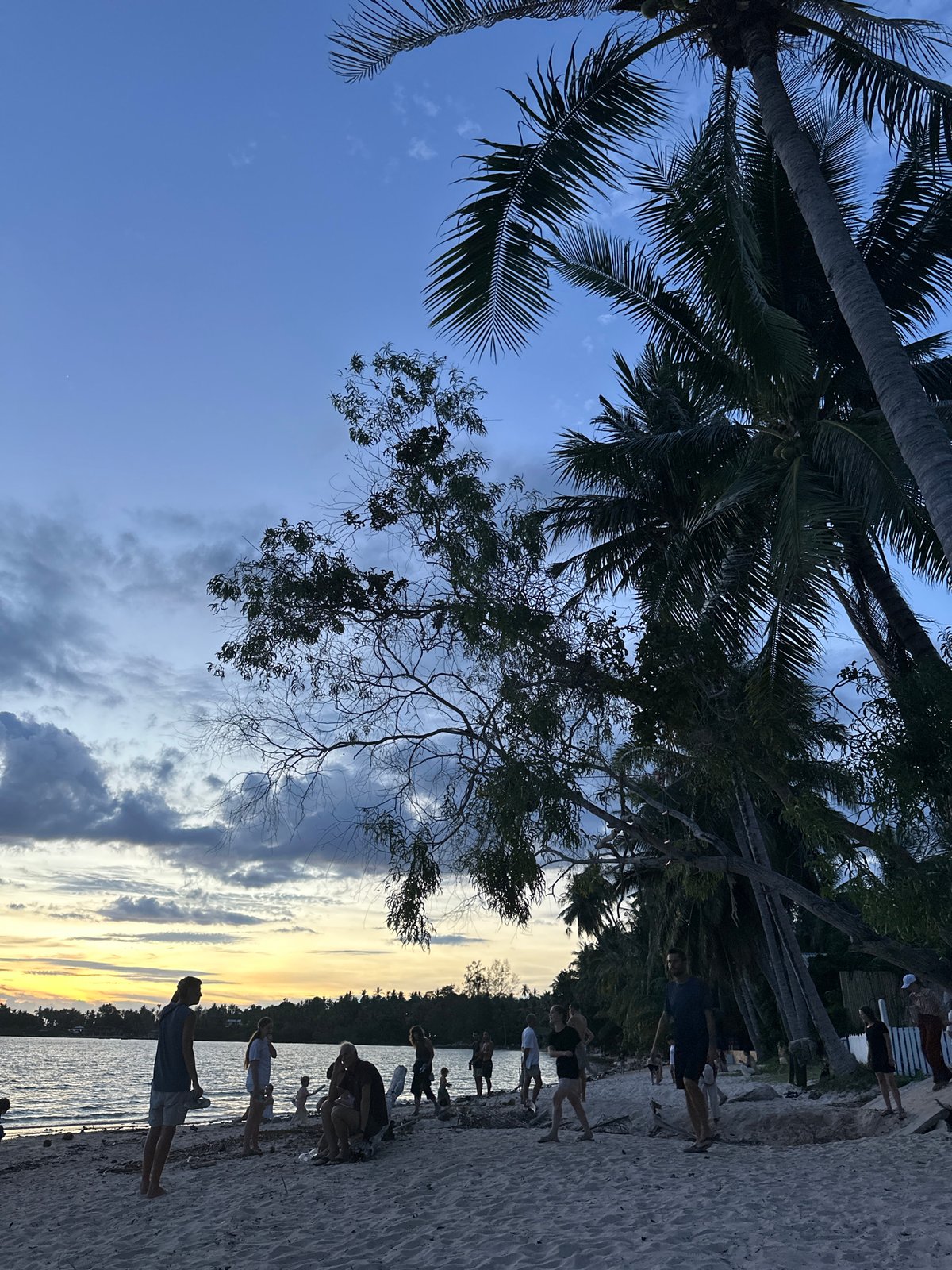 Lazy beach afternoon on Koh Phangan with palms, dogs, and sunset light