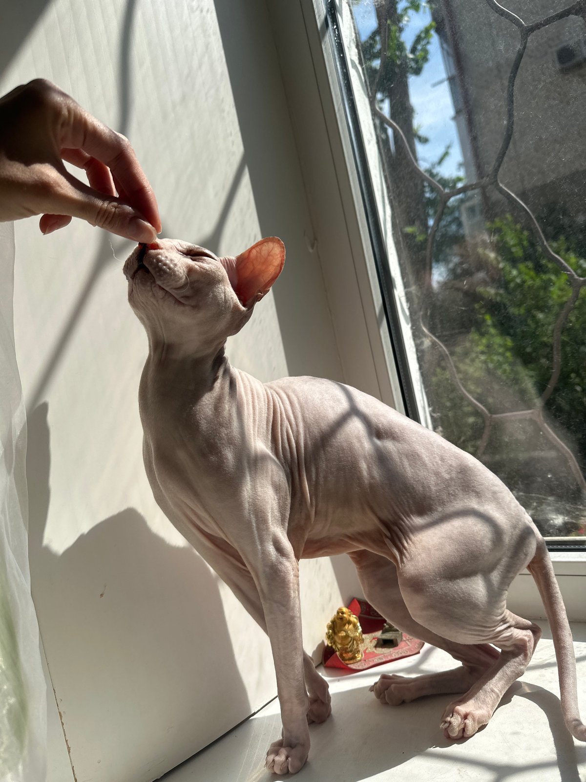 Sphynx cat in morning sun, Togliatti backyard life