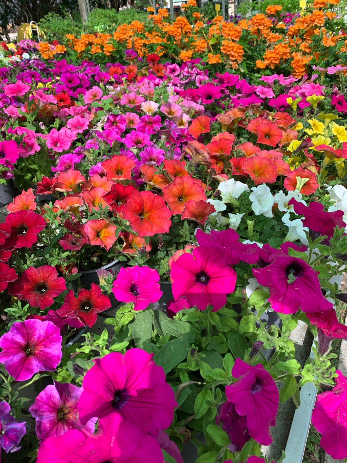 Browsing a Barcelona plant nursery, flowers and foliage up close