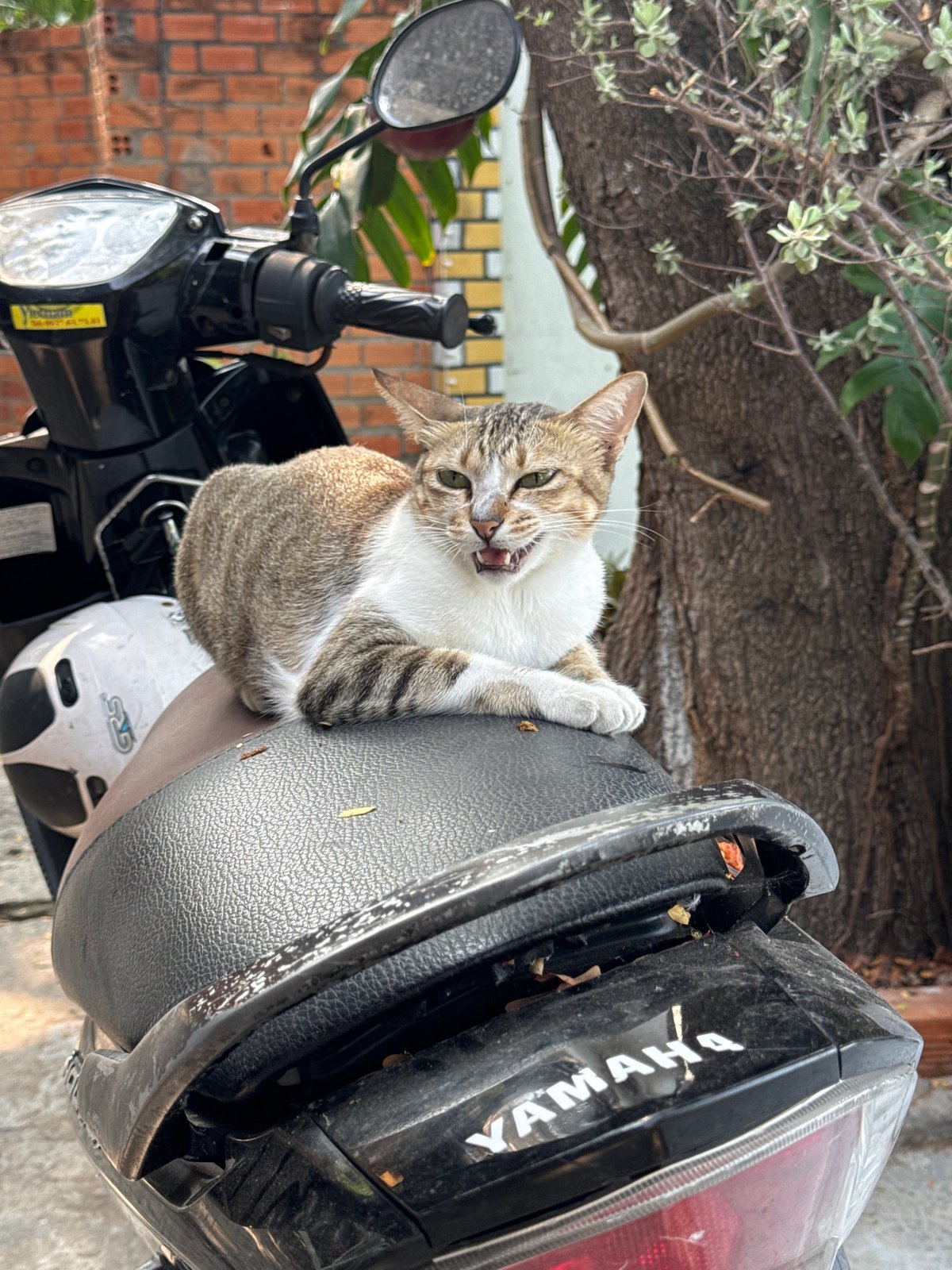 Cat Claims Motorcycle Seat in Vietnam Coastal Town
