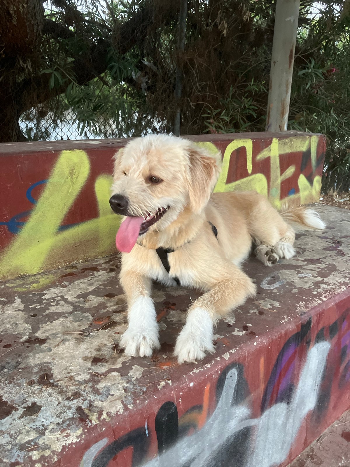 Relaxed dog resting on graffiti concrete in Paleo Faliro