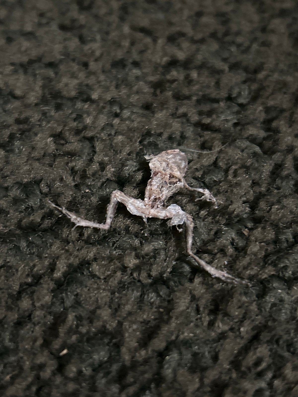 Dead frog found on fabric surface in Cape Coral