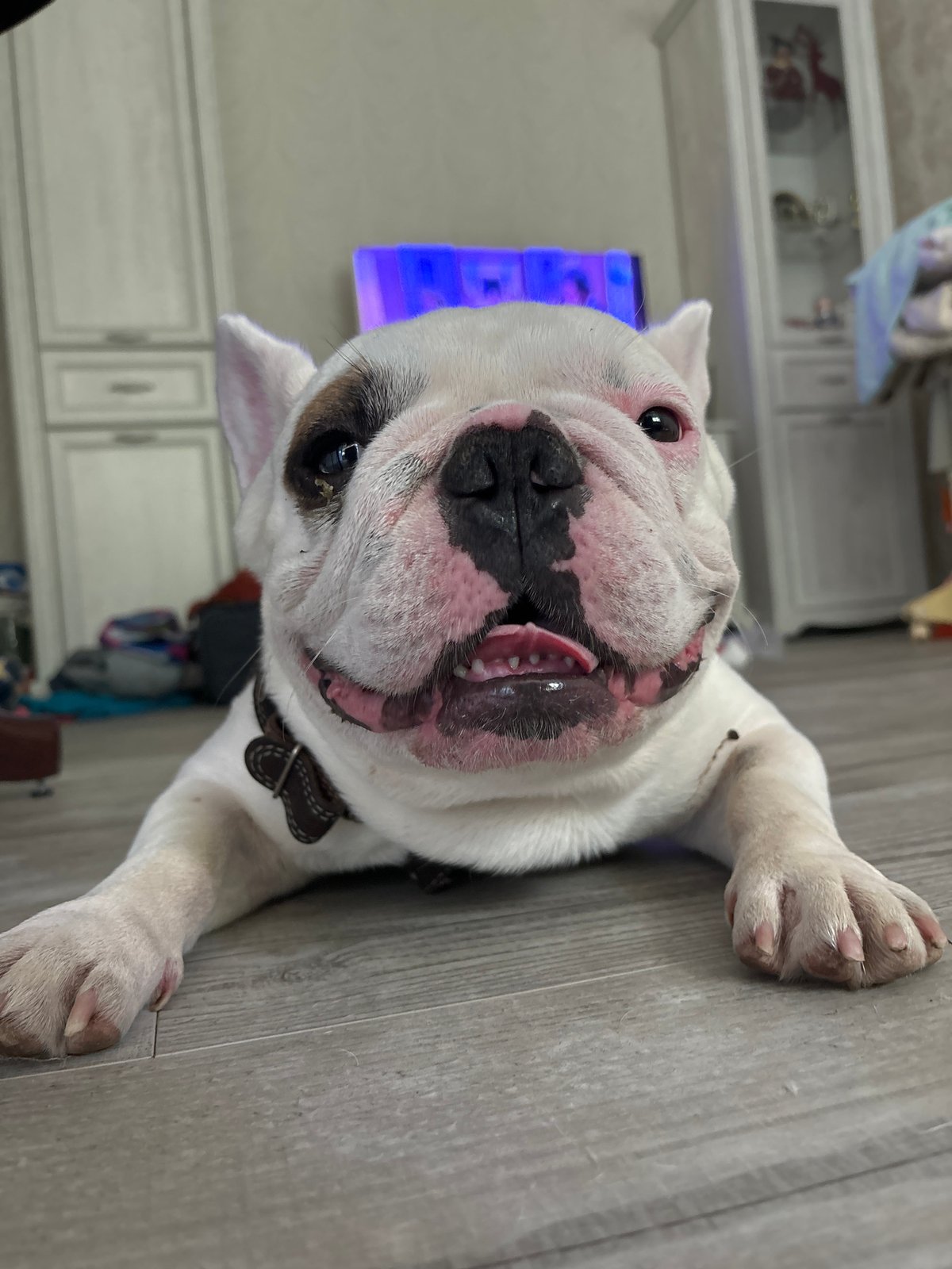 French bulldog fully splayed out on a wooden floor in Chaikovsky