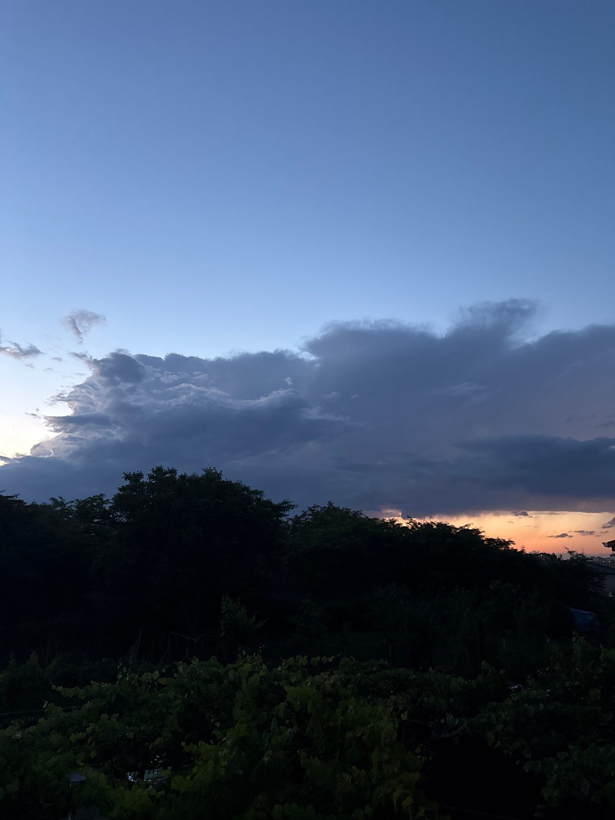 Dusk falls over Burgas — bay, vineyard, and wildflowers