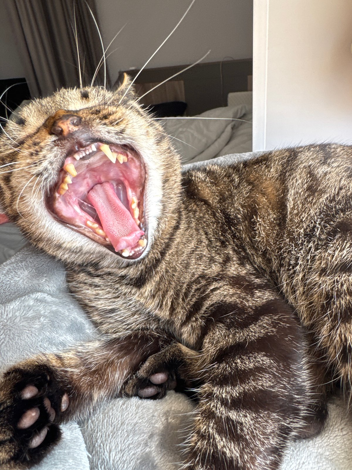 Woman takes selfies, cat yawns in Chernushka home