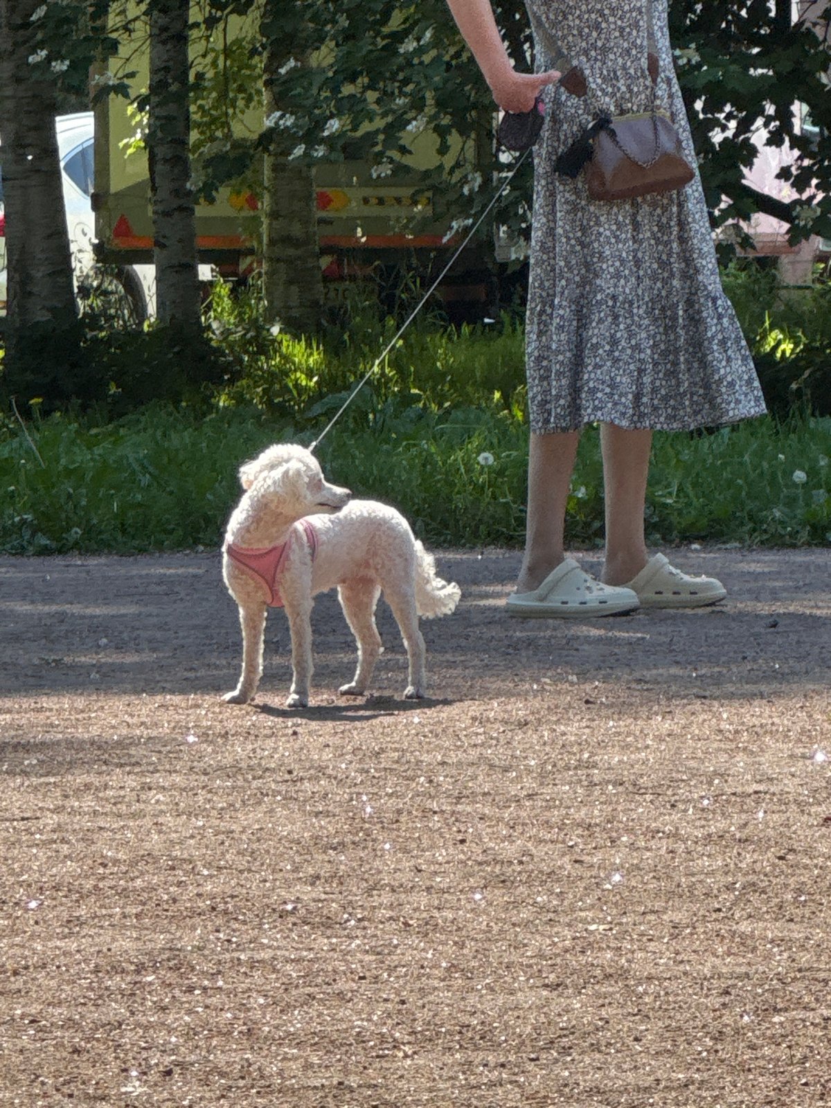 Dog walker strolls through Saint Petersburg park on sunny afternoon