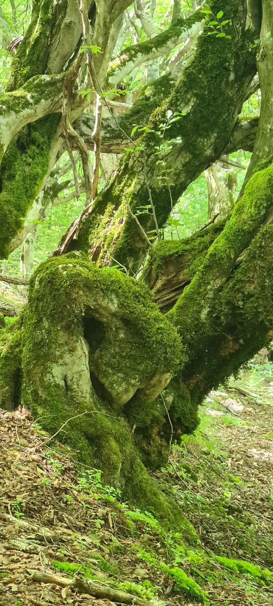 Mushroom foraging in Bulgaria's moss-covered ancient forests