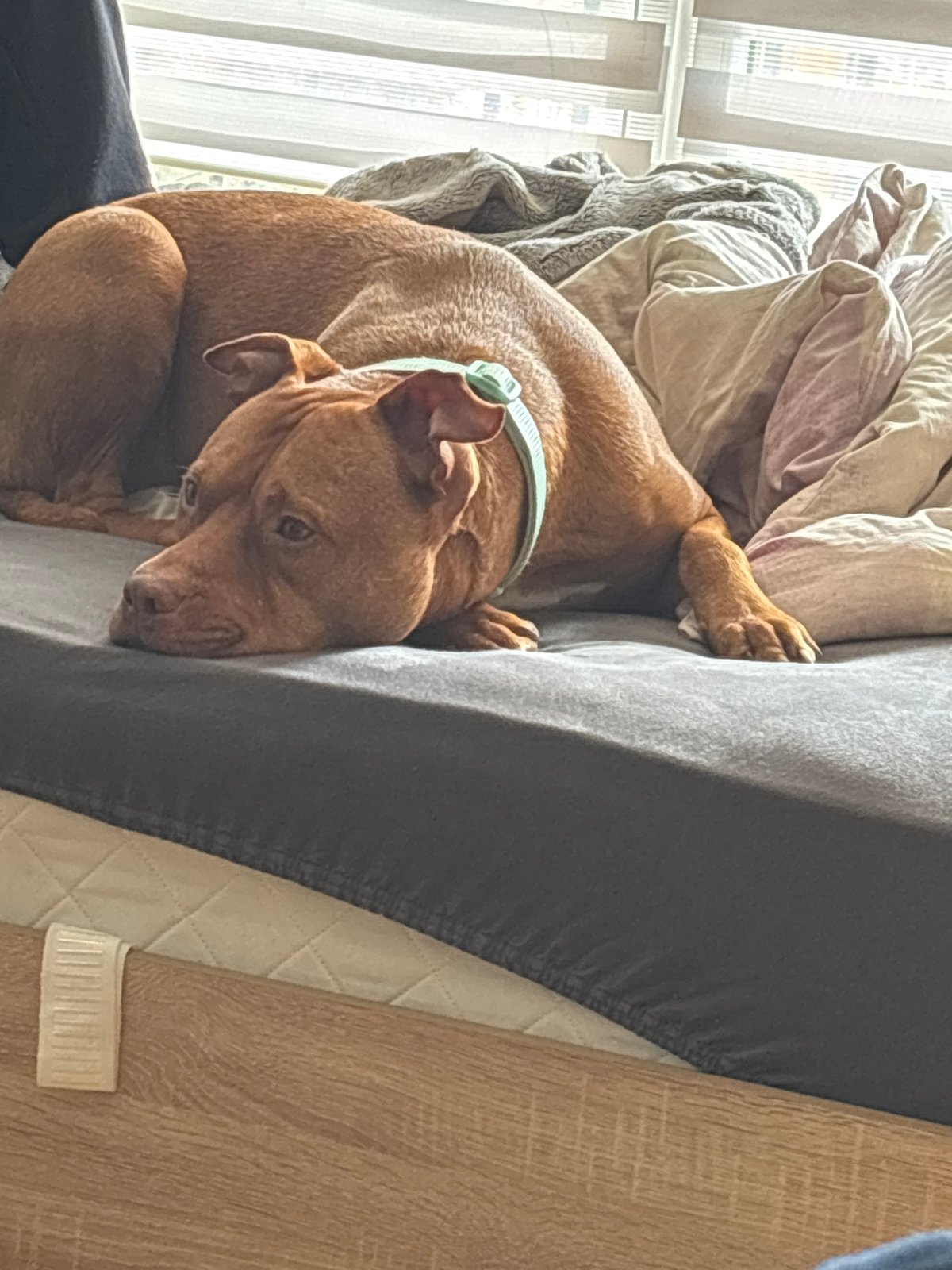 Brown dog rests on bed in Sofia home