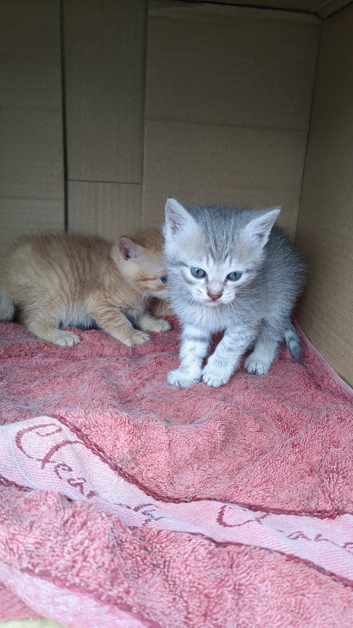 Cats and kittens gather near makeshift shelters in Ukraine