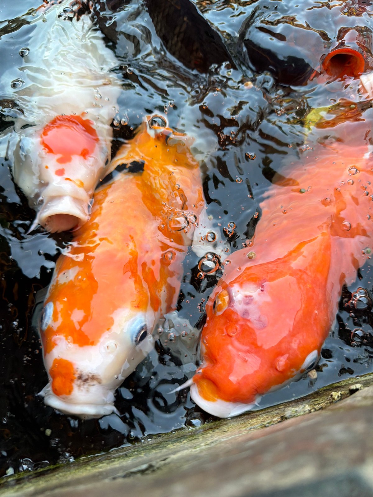 Koi fish surface with open mouths in Kuta pond