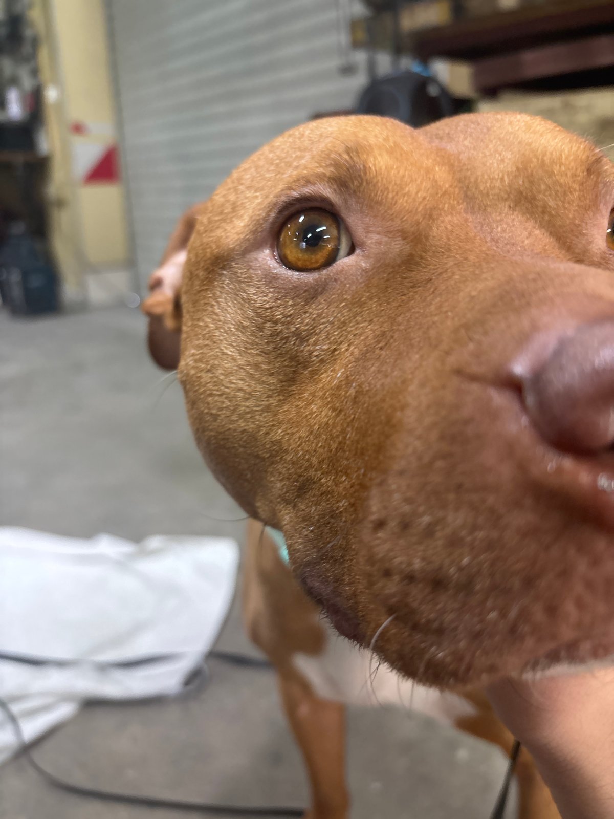 Sofia resident documents pet dog and car engine maintenance