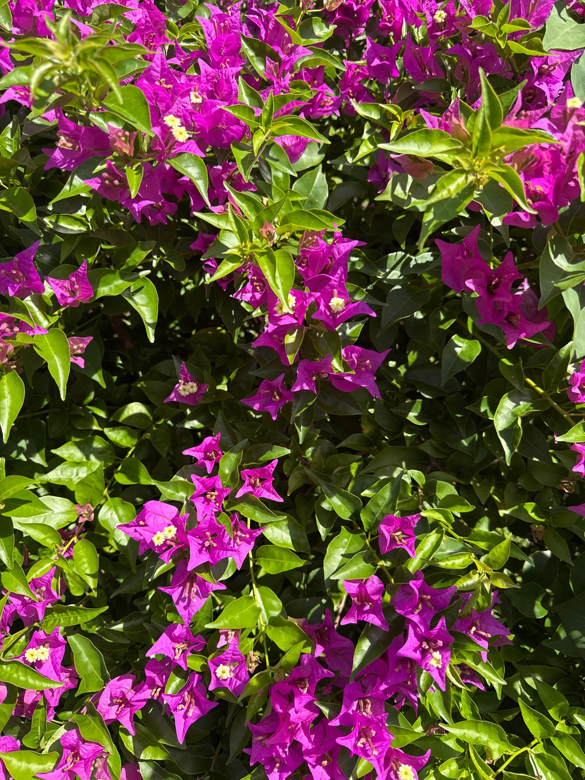 Domestic scenes and tropical flora documented in Kuta Selatan