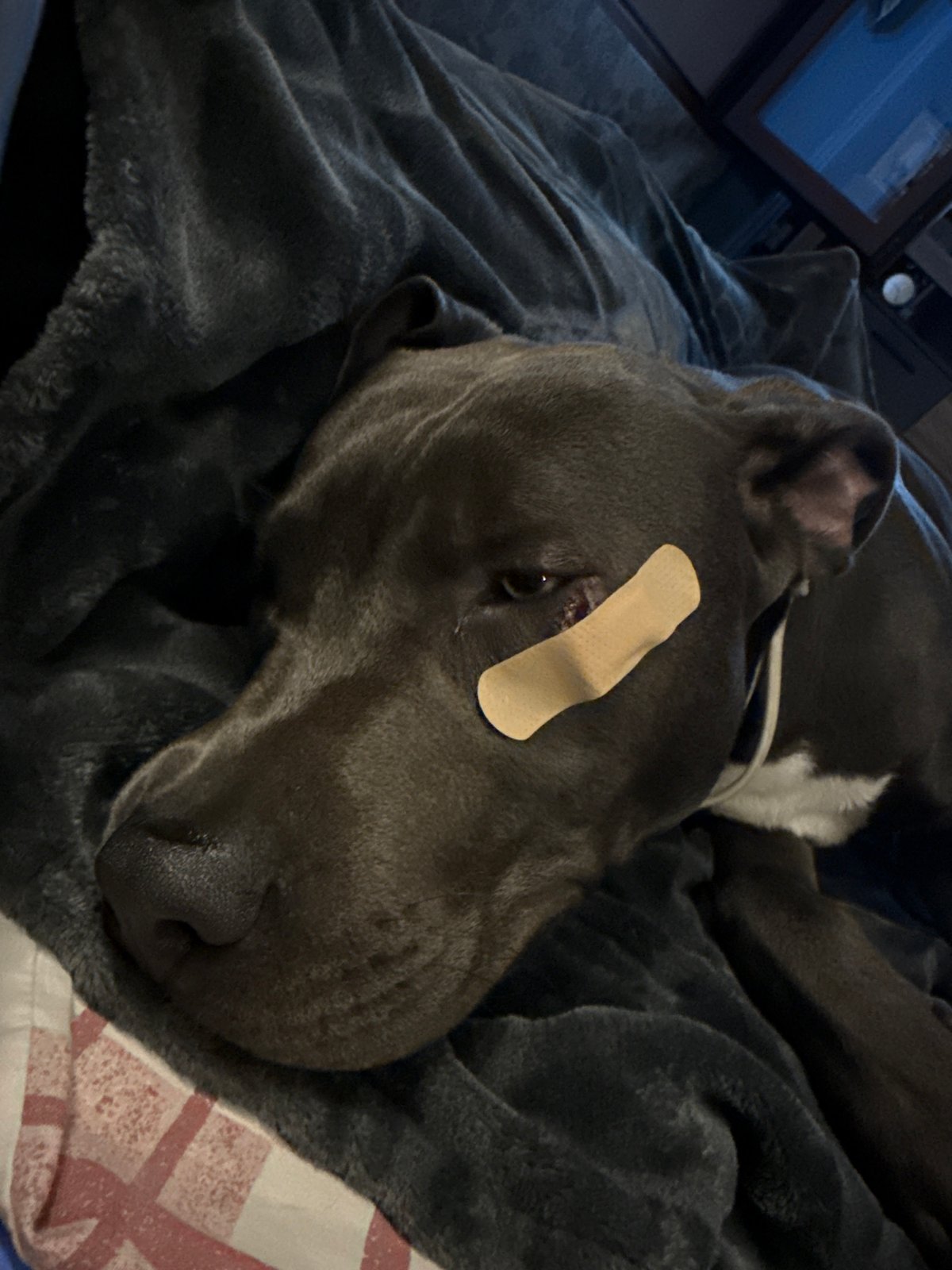 Dogs with face bandages resting in Zornitsa, Bulgaria