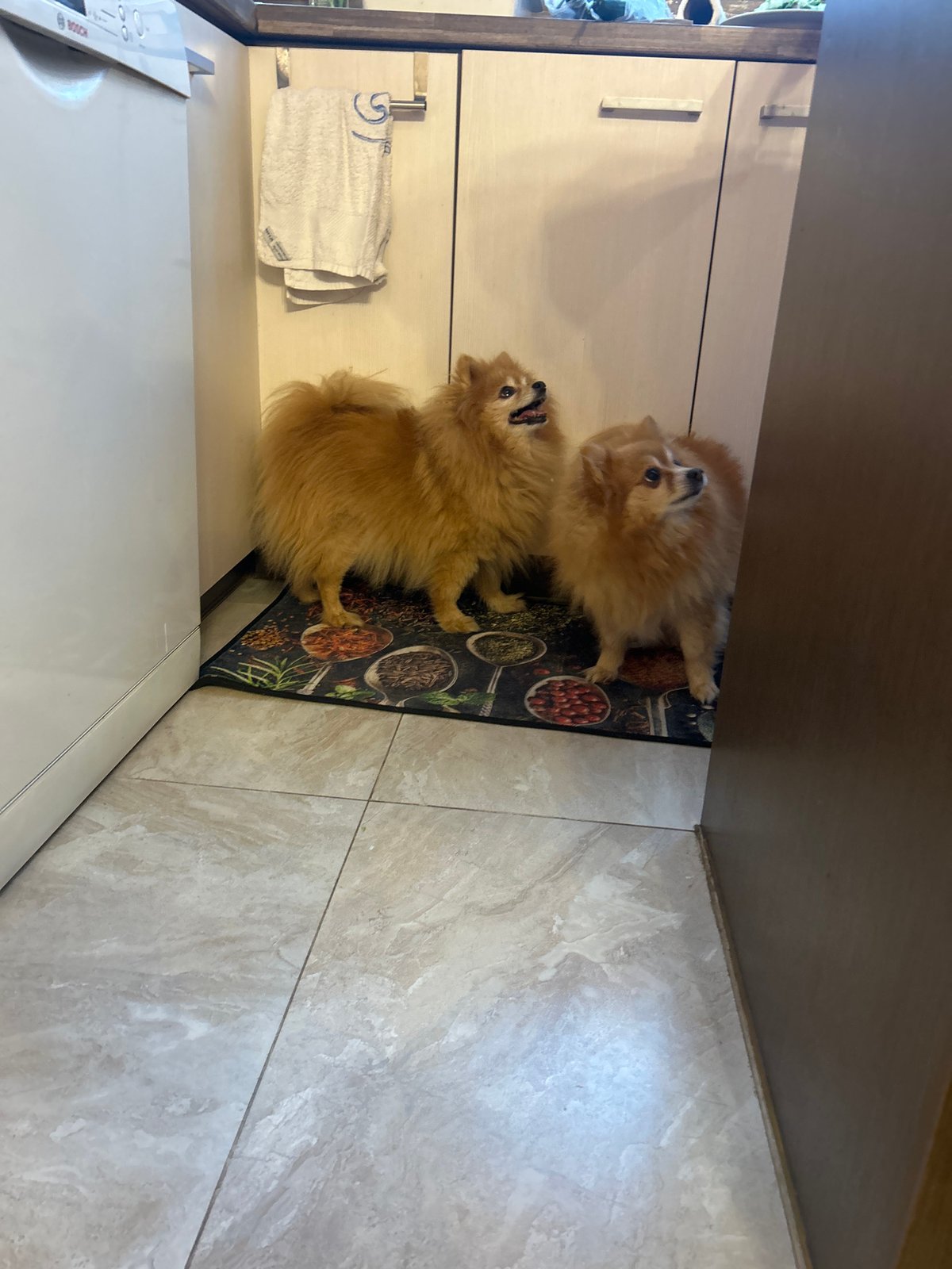 Pomeranian dogs photographed in Sofia homes