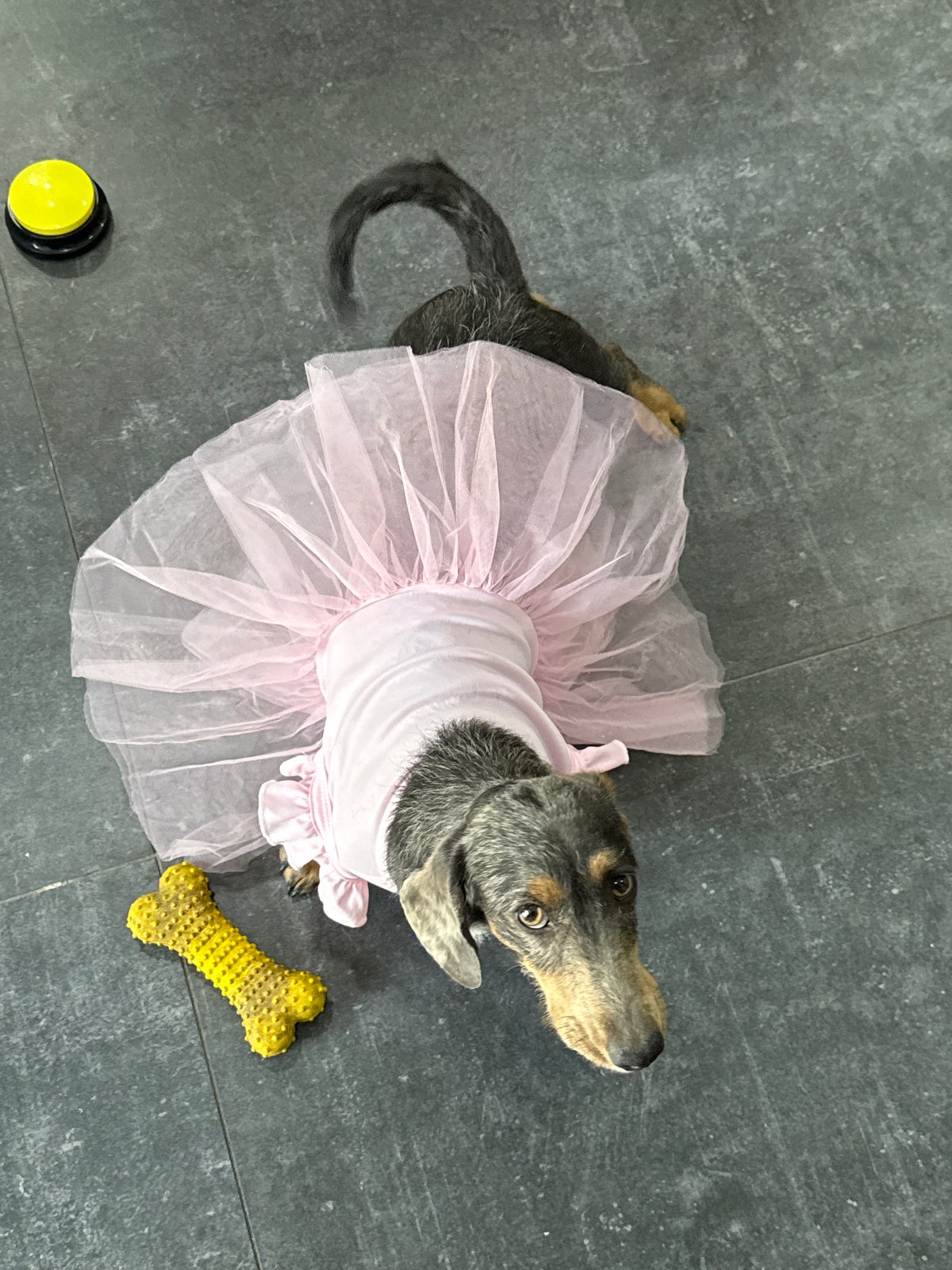 Dog in tutu, iced latte preparation captured in Zapopan