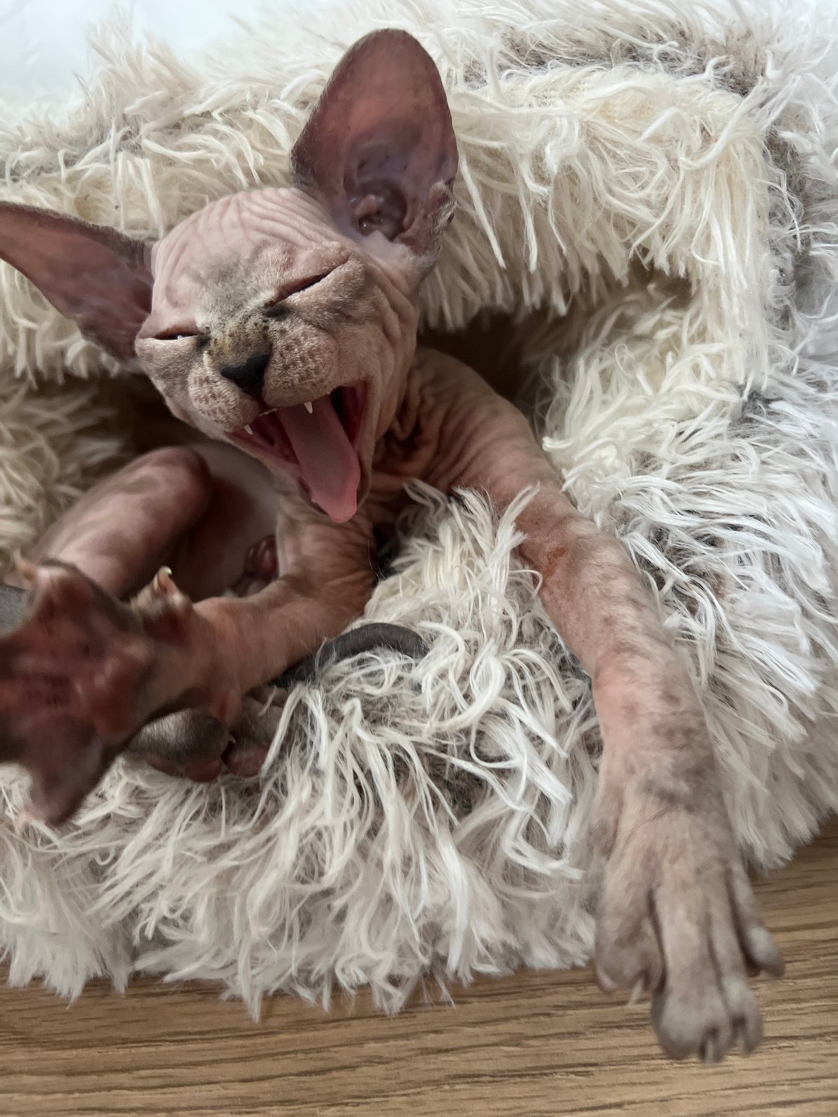 Hairless cat relaxes upside down on fluffy rug