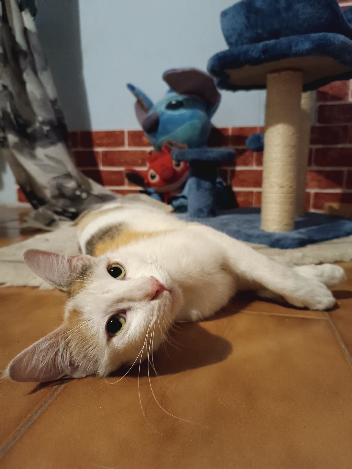 Evening photography session captures cat, art, nighttime Viadana scenes