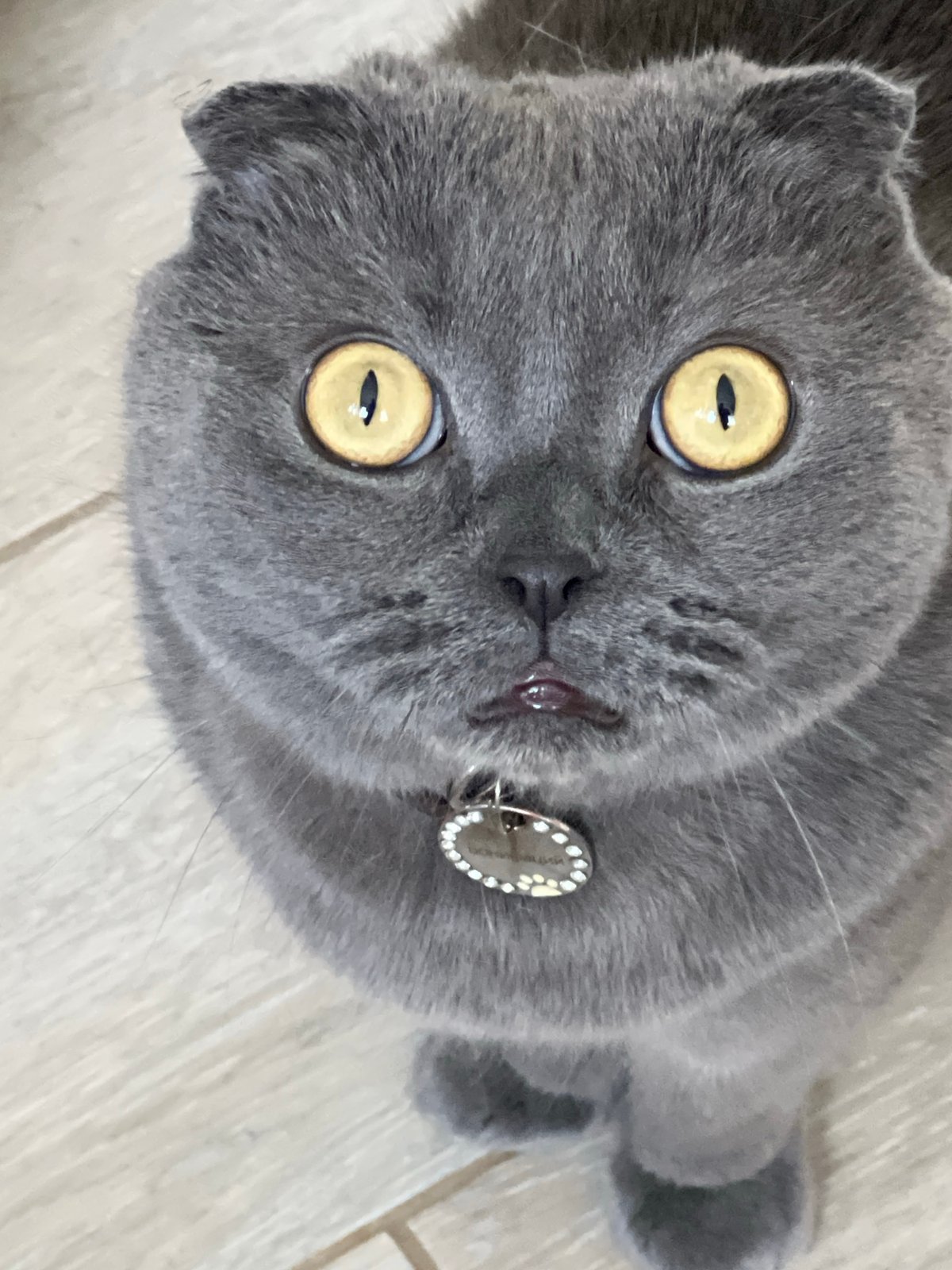 Morning cat moments captured in Riga apartment and outdoors