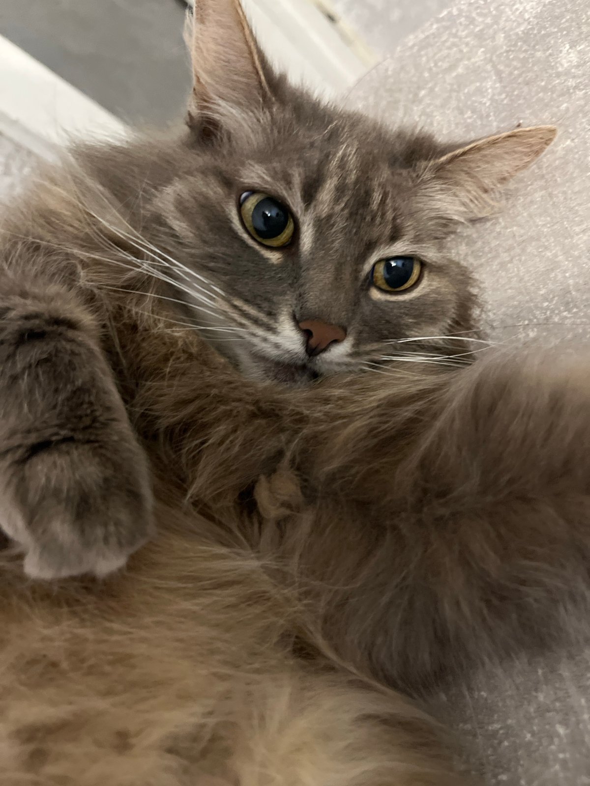 Fluffy tabby cat photographed indoors in Раздолье, Russia