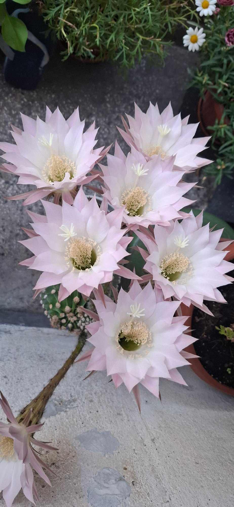 Pale pink cactus flowers blooming on a Sofia concrete surface