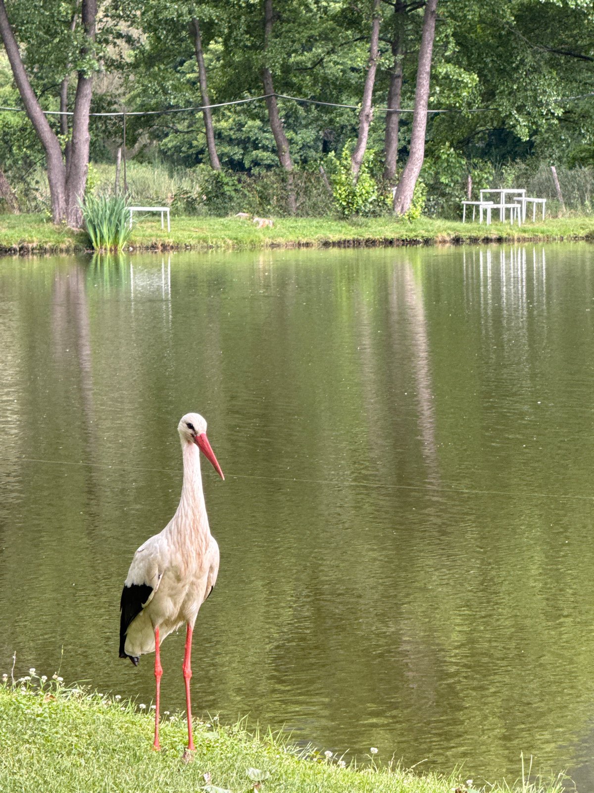 Wildlife and leisure observed at Bulgarian lake park
