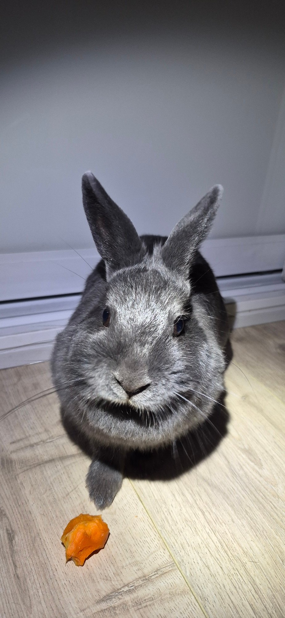 Gray rabbit at home in Ussurijsk, multiple close-up angles