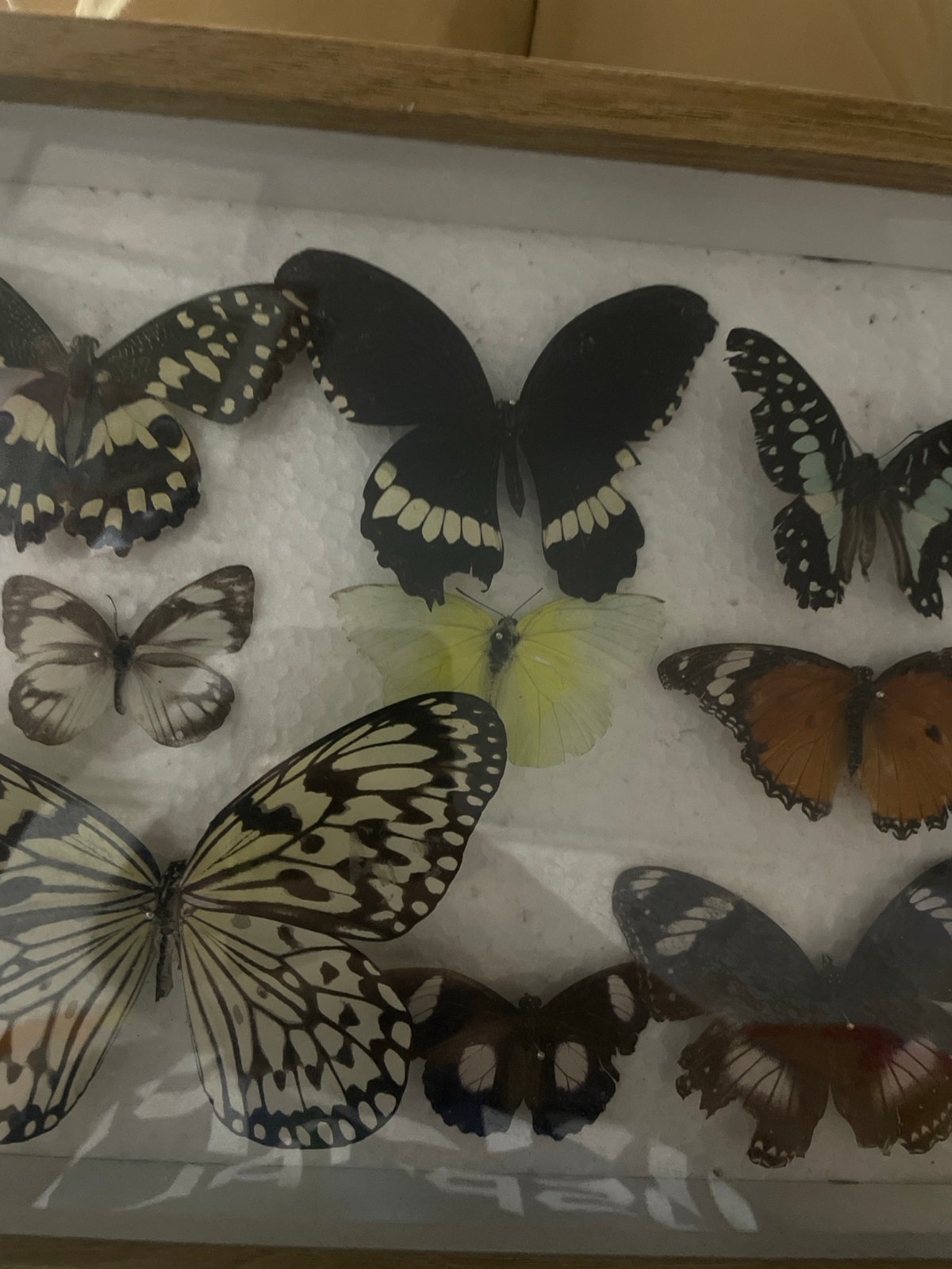 Personal Collection Display Documented in Davao City Home