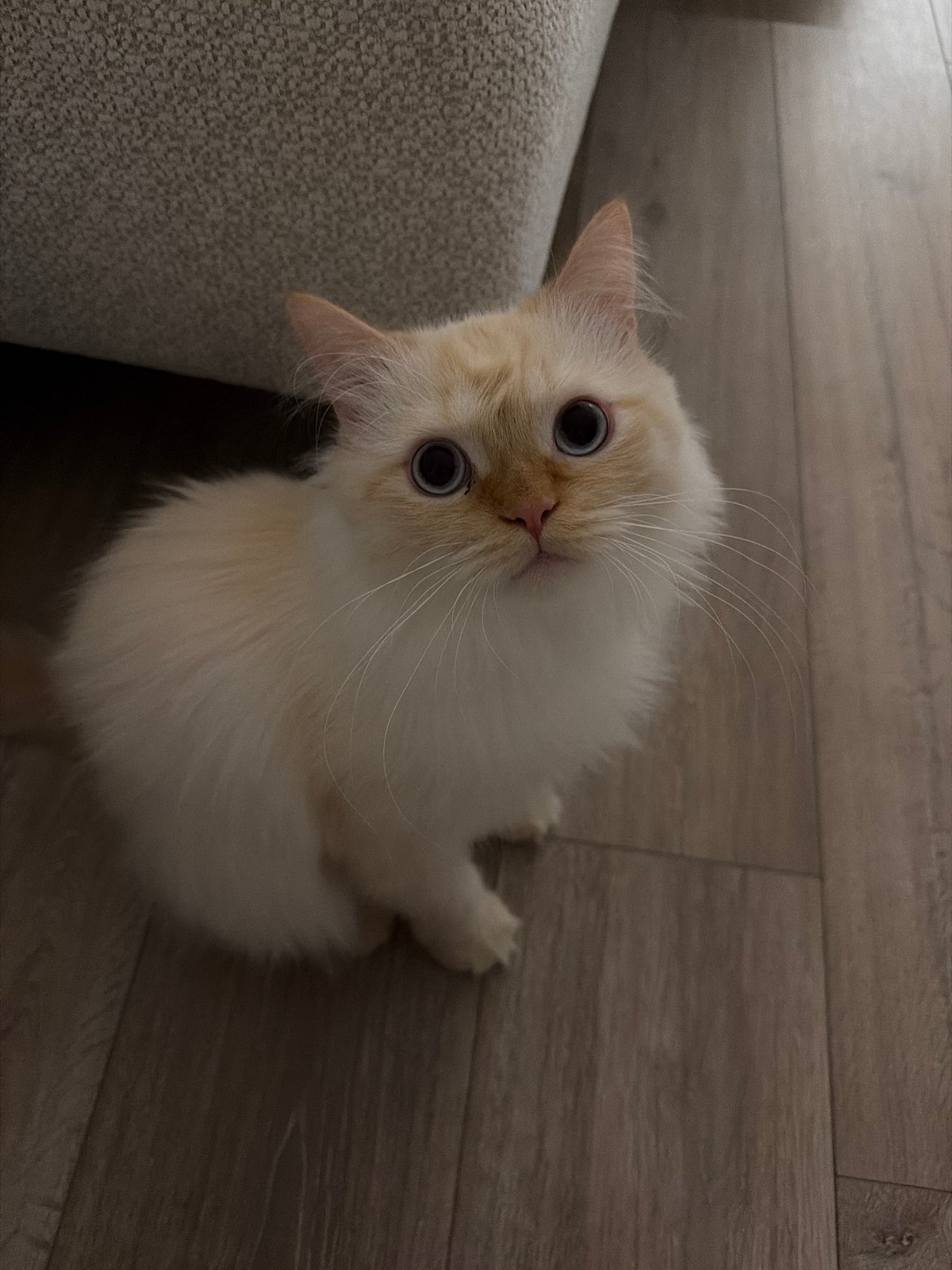 Blue-eyed cat claims the floor and electronics at home