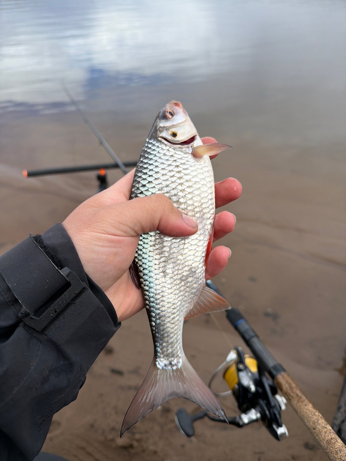 Angler catches, releases fish in keepnet in Chaikovsky, Russia