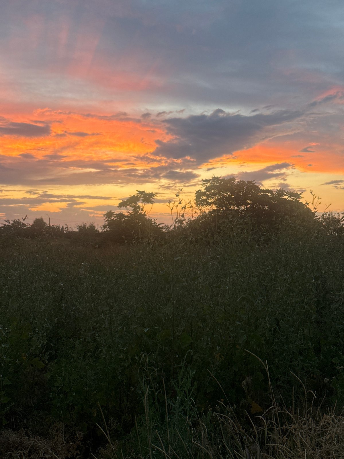 Sunset over Avanhard fields, with a bus passing through