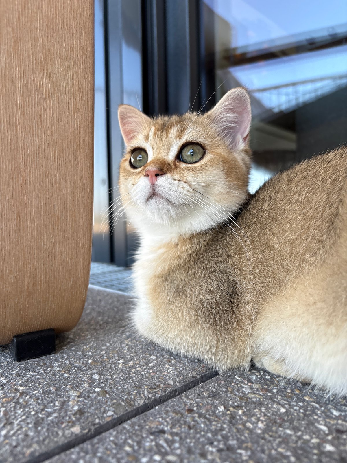 Golden cat explores a Bönnigheim balcony on a June morning