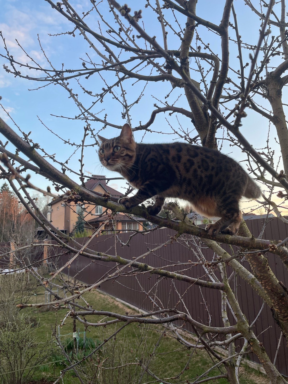 Cat spotted hanging upside down in tree in Russia