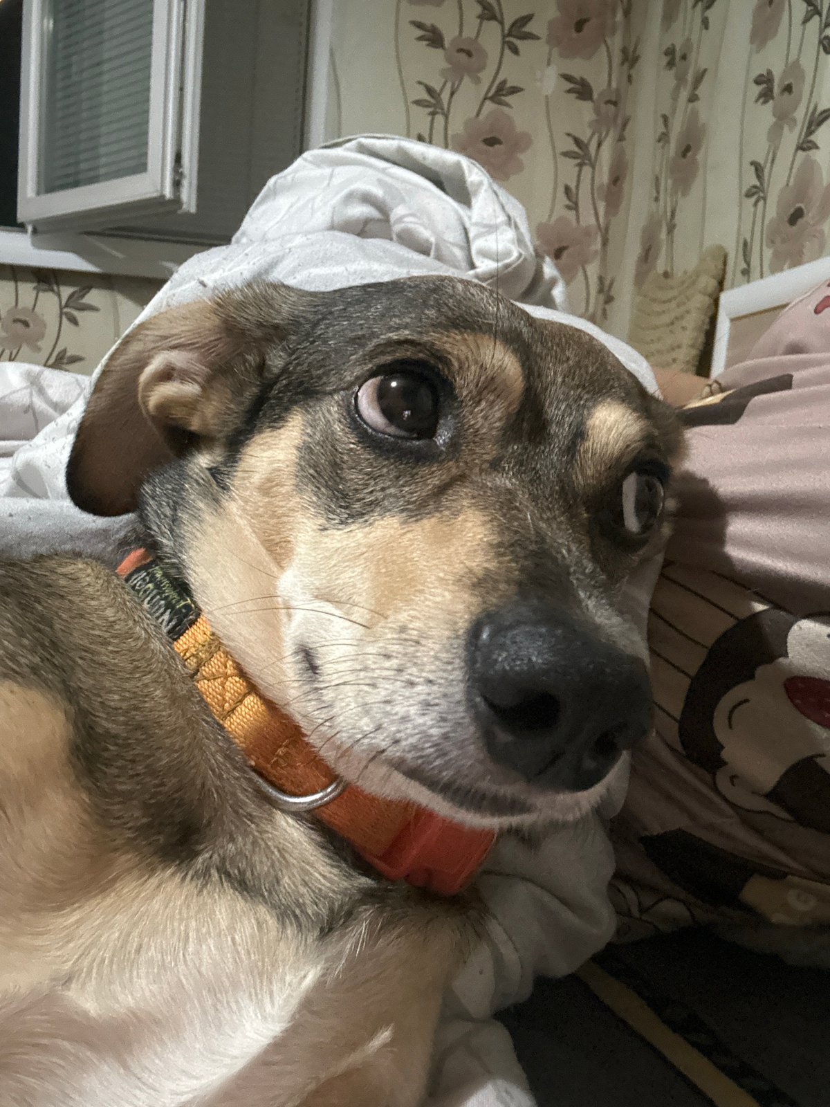 Dog in orange collar owns the bed completely