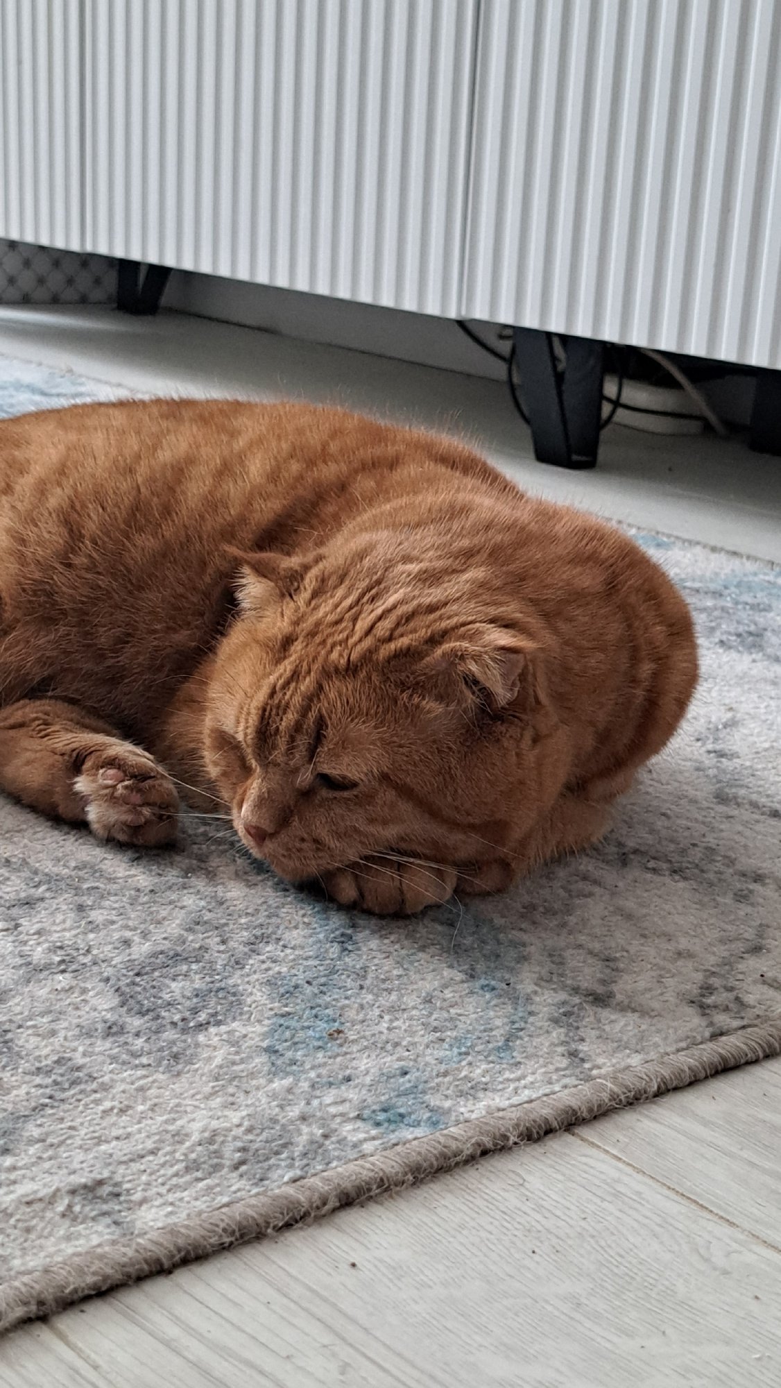 Scottish Fold cat lounging on a rug in Oryol