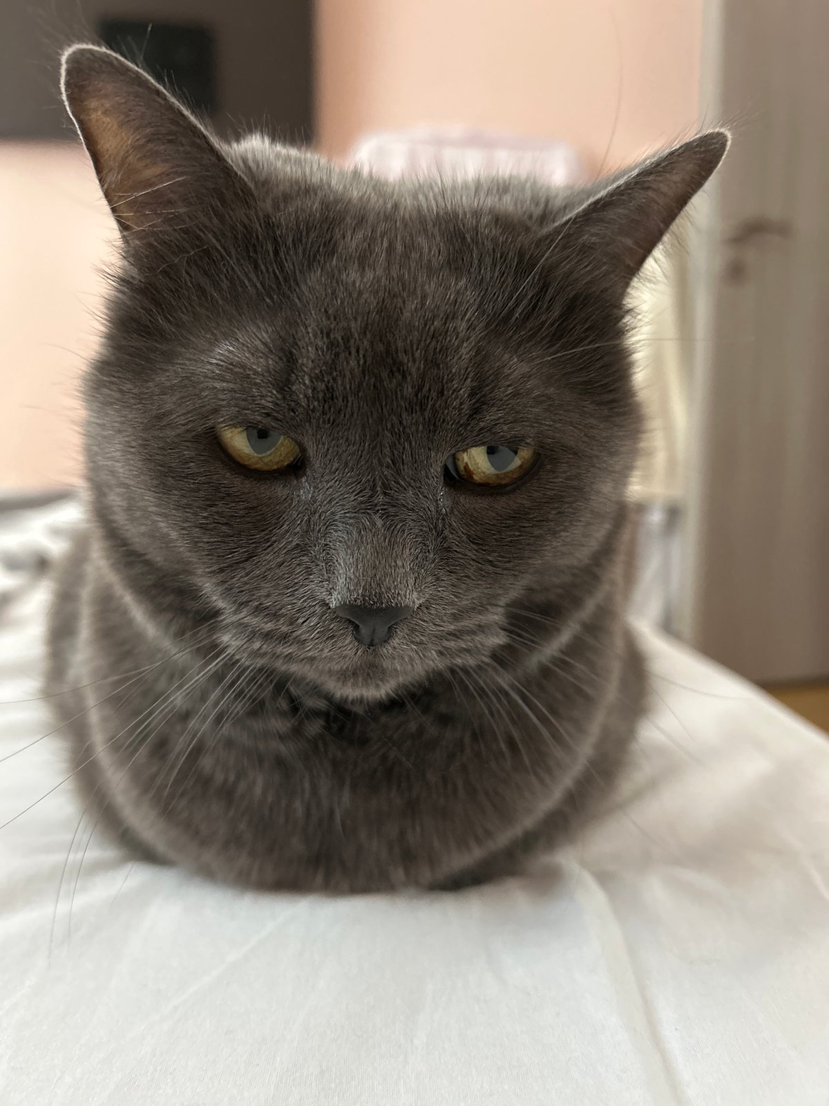 Gray cat spotted in multiple indoor locations in Veliko Tarnovo