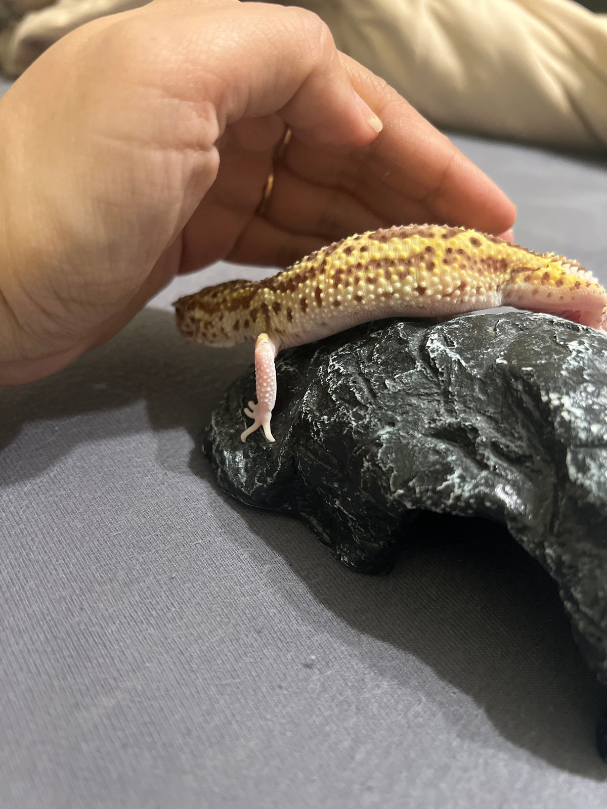 Pet owner documents leopard gecko care session in Russia