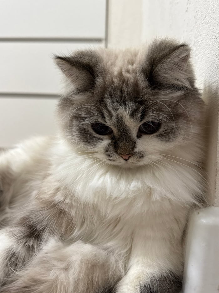 Woman photographs herself with cats in Rostov apartment