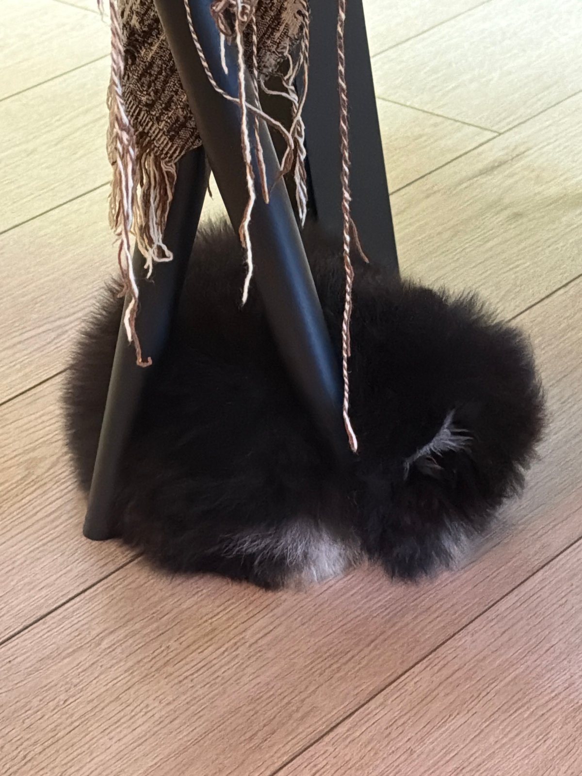 Pomeranian puppy and morning electrolyte drink captured in Bulgaria home