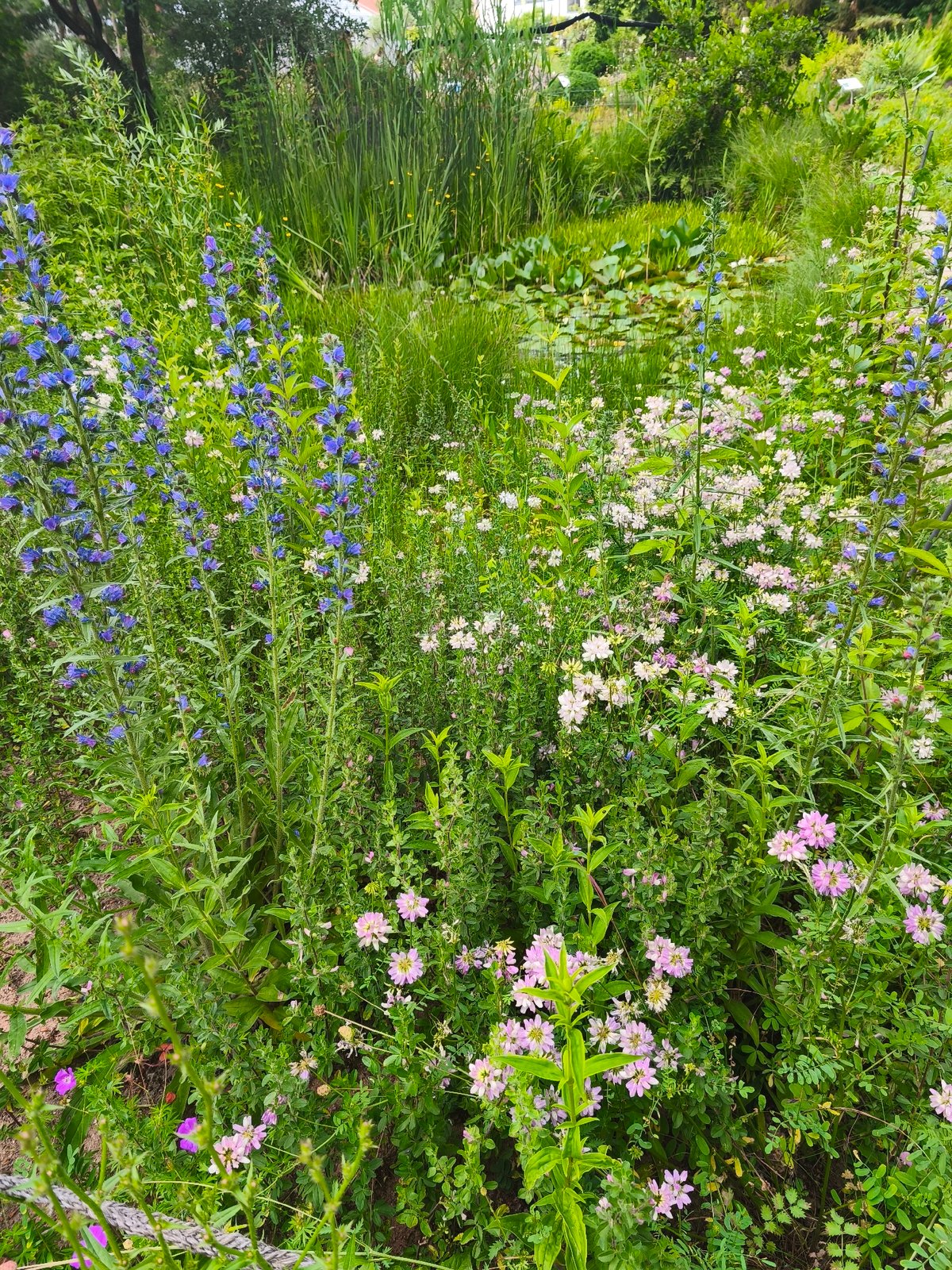 Erlangen's Orangerie park in full summer bloom